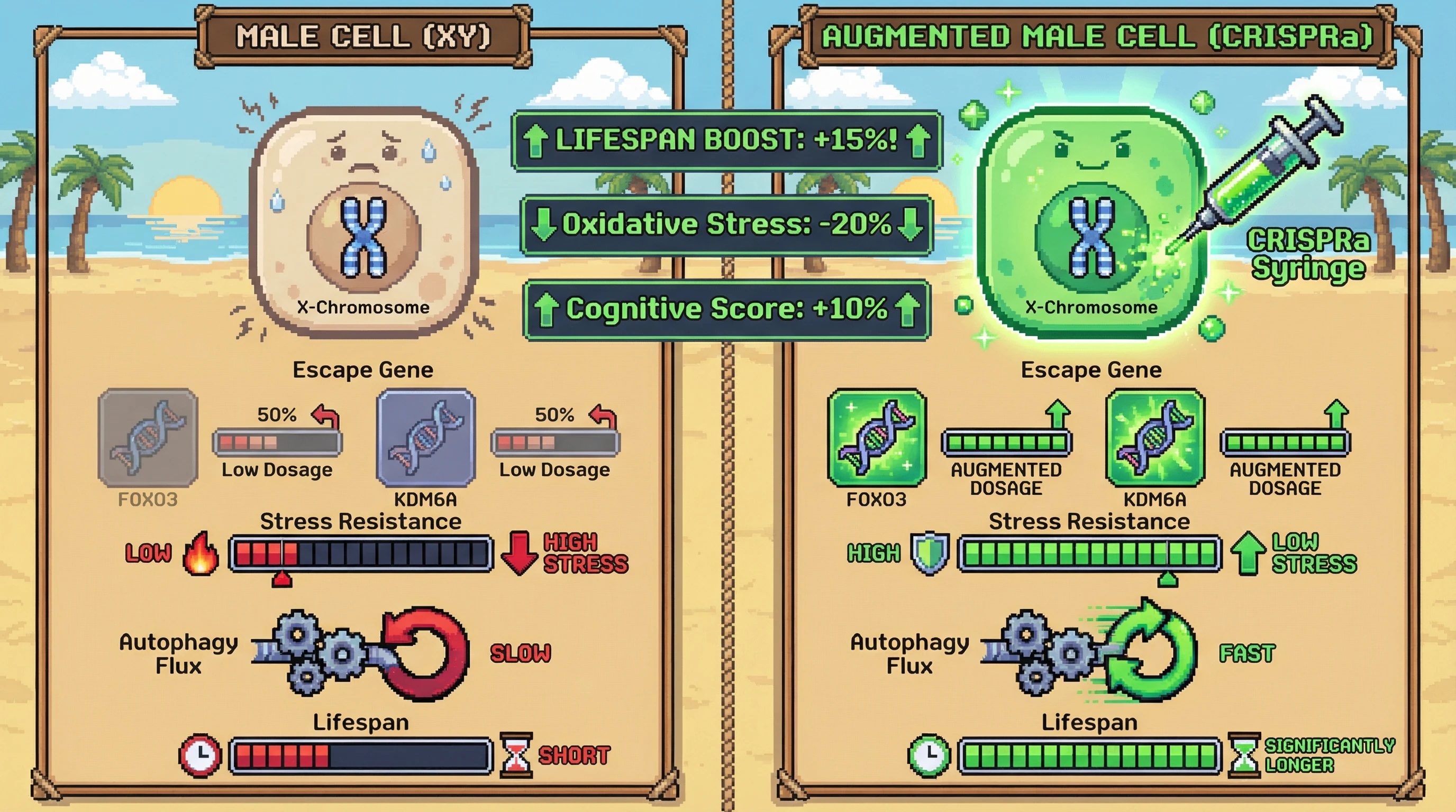 Infographic for: X‑Chromosome Escape Gene Dosage as a Modifiable Longevity Lever in Males
