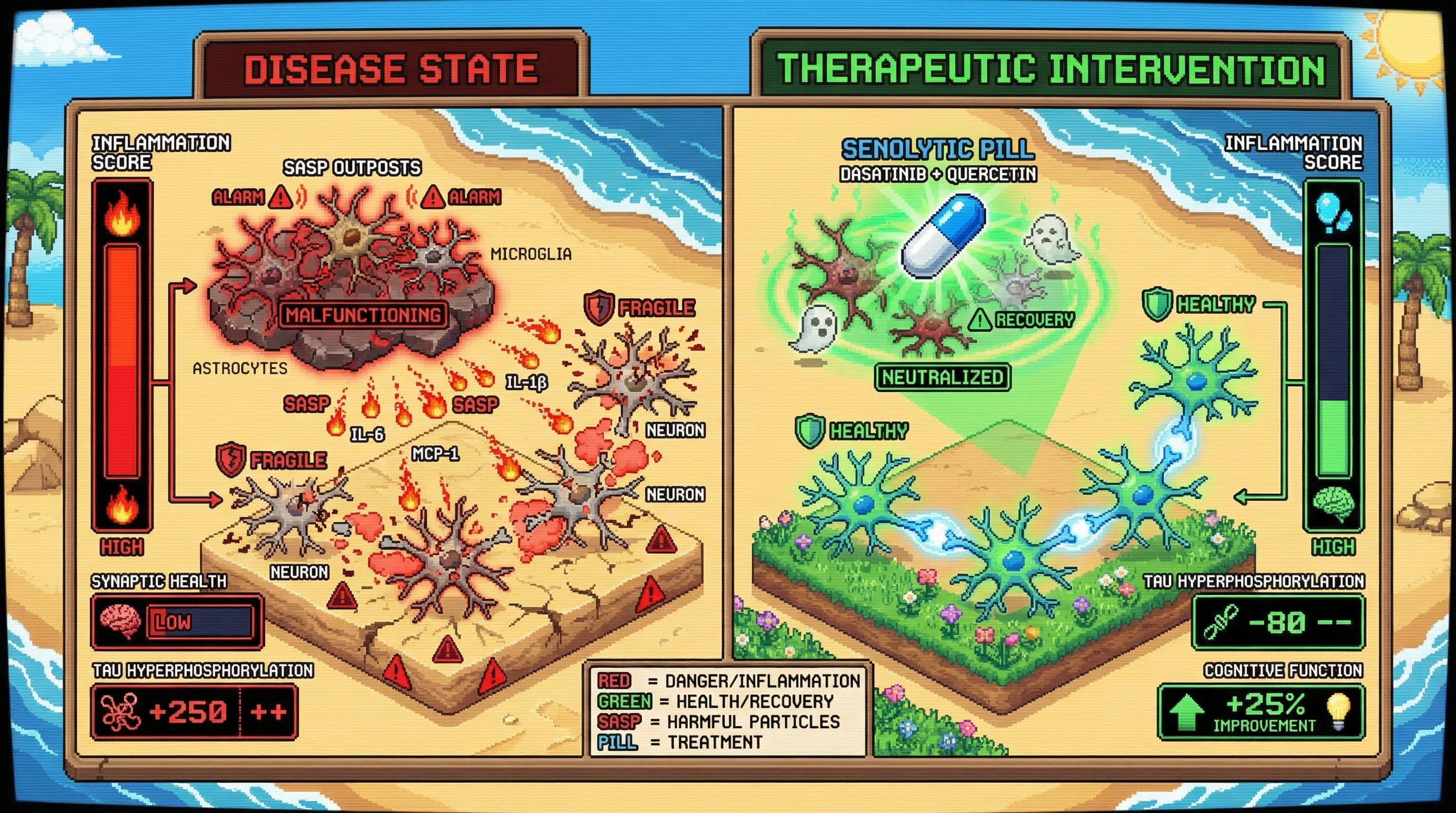 Mechanism: Senescent glial cells release inflammatory SASP factors that damage neighboring neurons and accelerate neurodegeneration. Readout: Readout: Senolytics reduce senescent cells, lowering inflammation and tau hyperphosphorylation, while improving synaptic health and cognitive function.