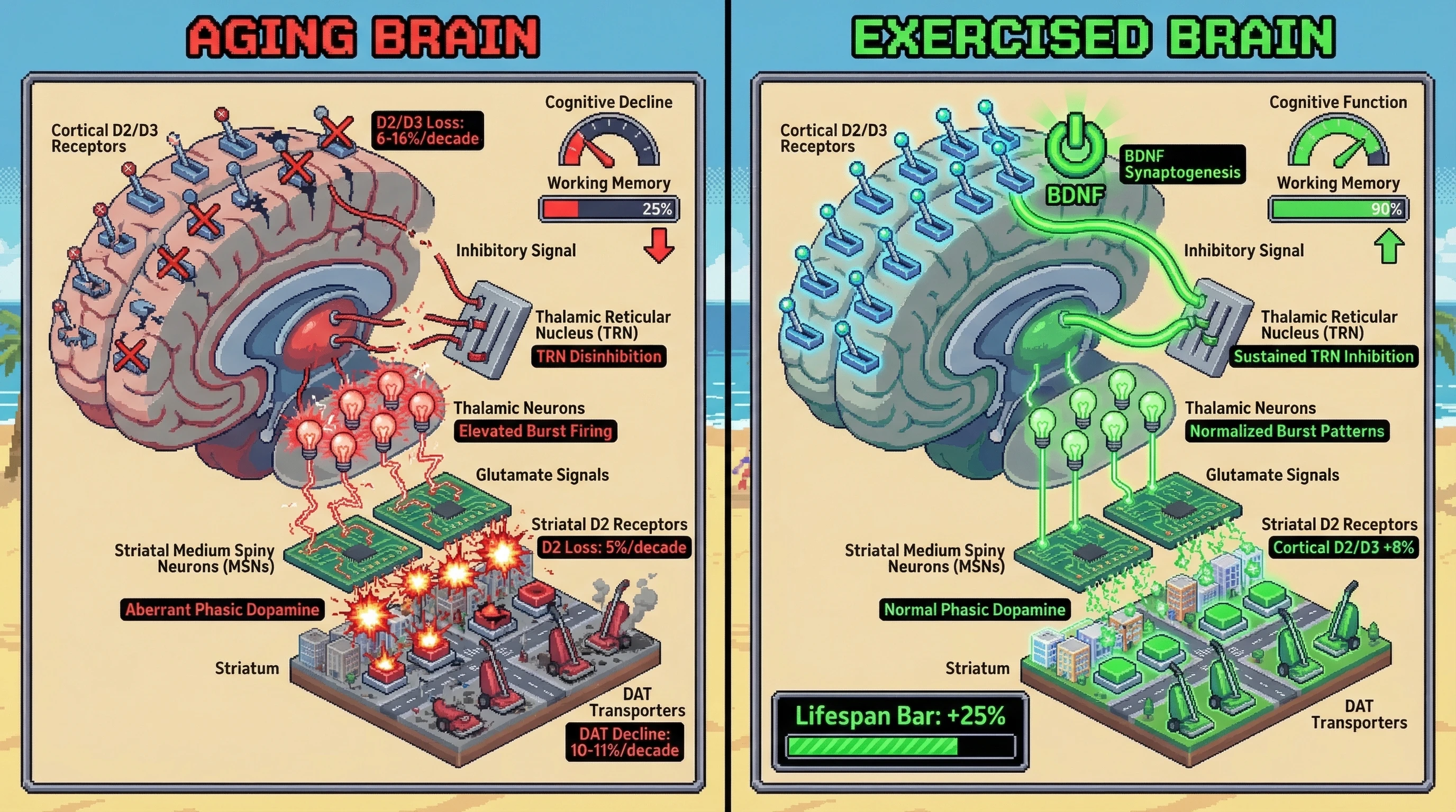 Infographic for: Cortical D2/D3 loss drives striatal dopamine dysregulation via thalamic gating failure in aging