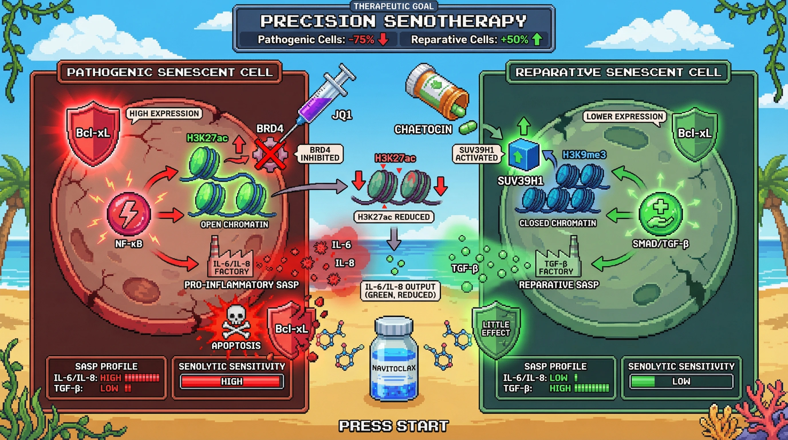 Infographic for: Epigenetic priming of senescent cells dictates SASP pathogenicity and senolytic sensitivity