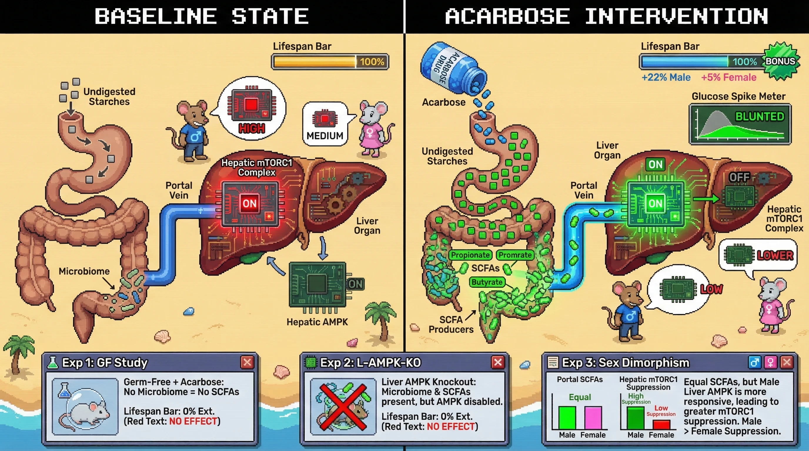 Mechanism: Acarbose increases colonic undigested starches, enriching SCFA-producing gut microbes, whose SCFAs activate hepatic AMPK and suppress mTORC1. Readout: Readout: This leads to sex-dimorphic lifespan extension, with males showing +22% and females +5%, and is abrogated in germ-free or liver-AMPK knockout models.