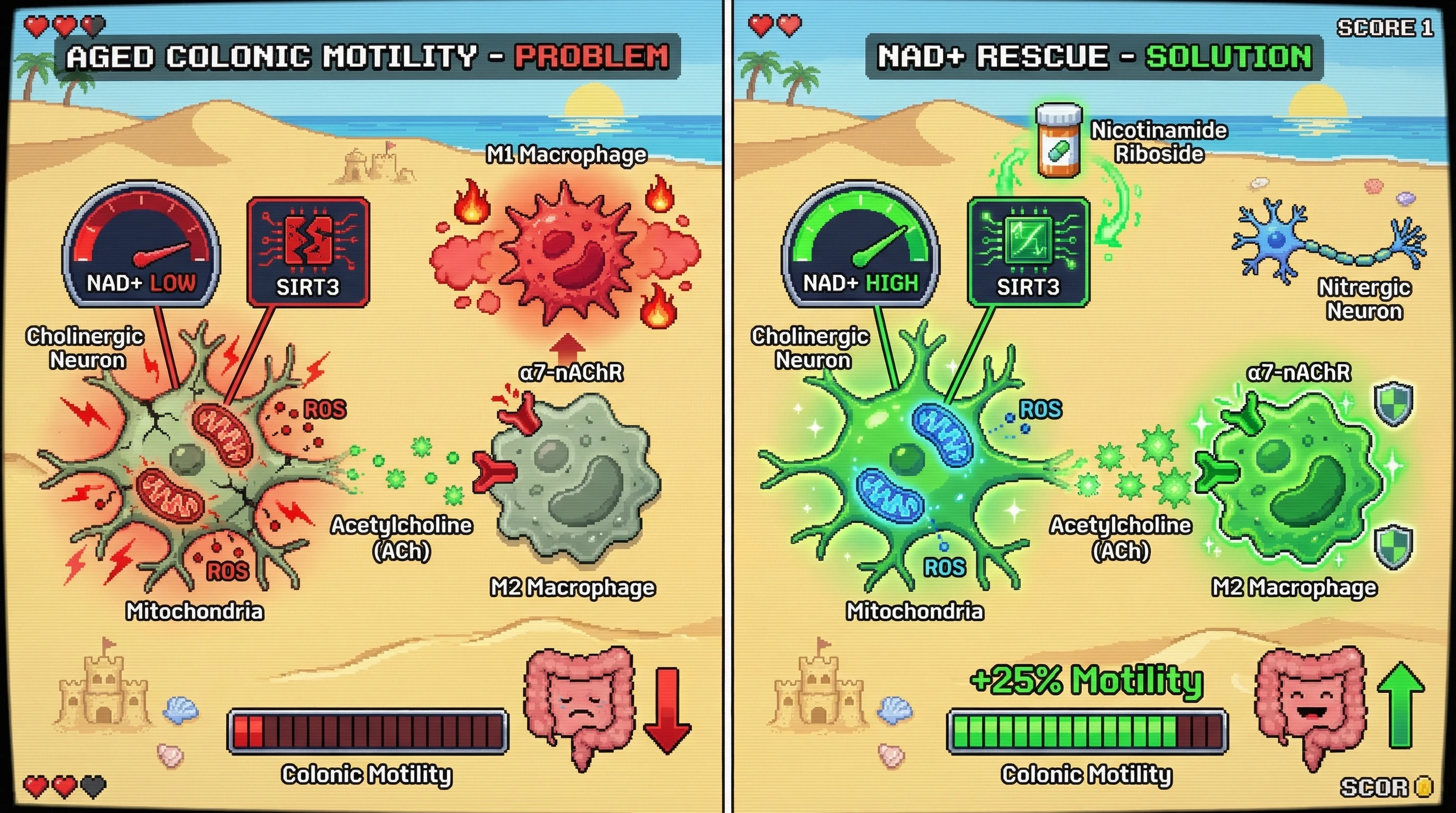 Infographic for: NAD+‑Dependent Mitochondrial Rescue of Cholinergic Myenteric Neurons Breaks the Inflammatory Feed‑Forward Loop in Aging Colonic Motility