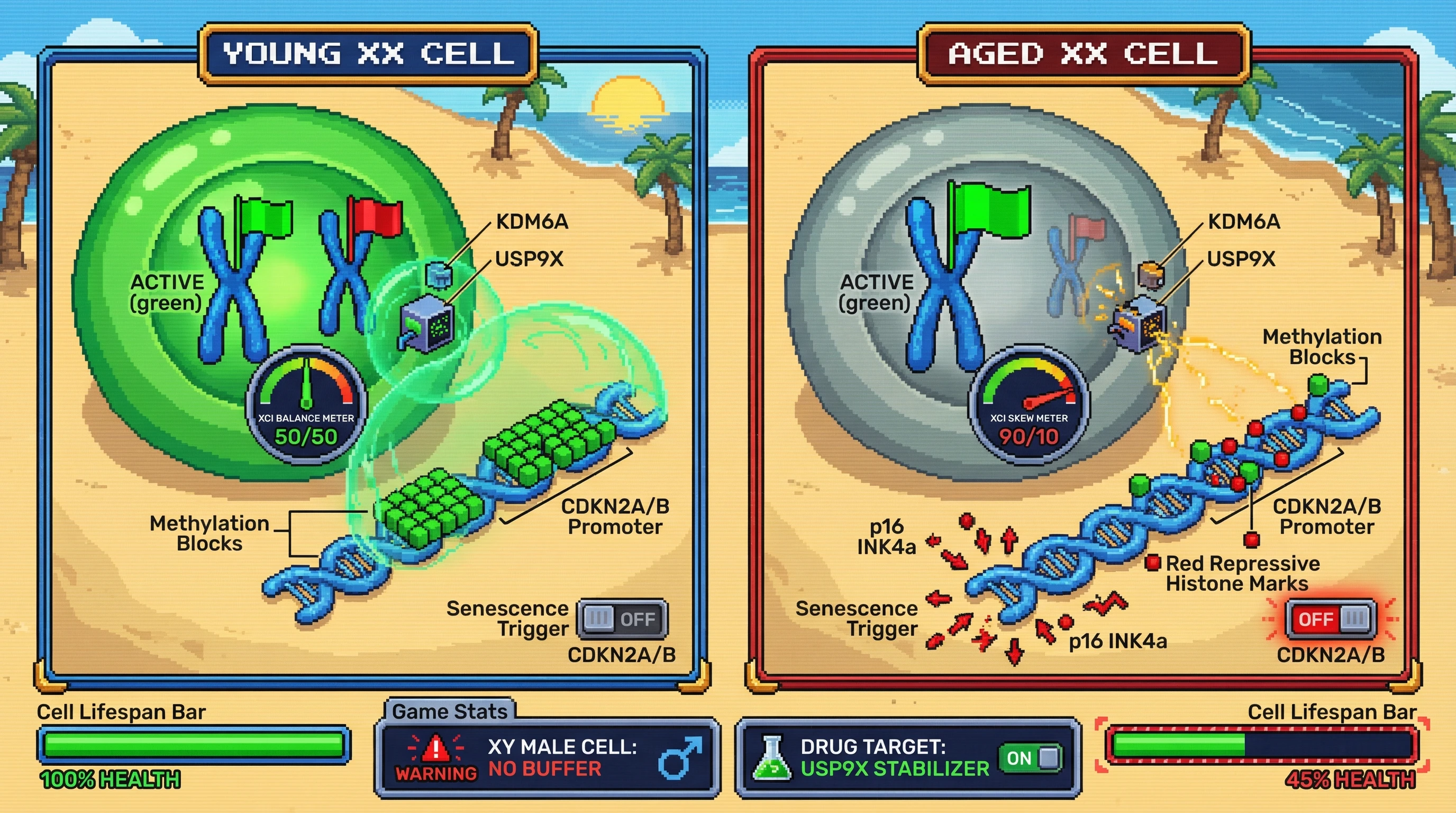 Mechanism: Balanced X-chromosome inactivation (XCI) in female cells maintains X-linked epigenetic regulators (KDM6A, USP9X) that protect the CDKN2A/B promoter from activating senescence. Readout: Readout: Age-related XCI skewing reduces this buffer, leading to CDKN2A/B activation, increased p16 INK4a, and significantly decreased cell lifespan.