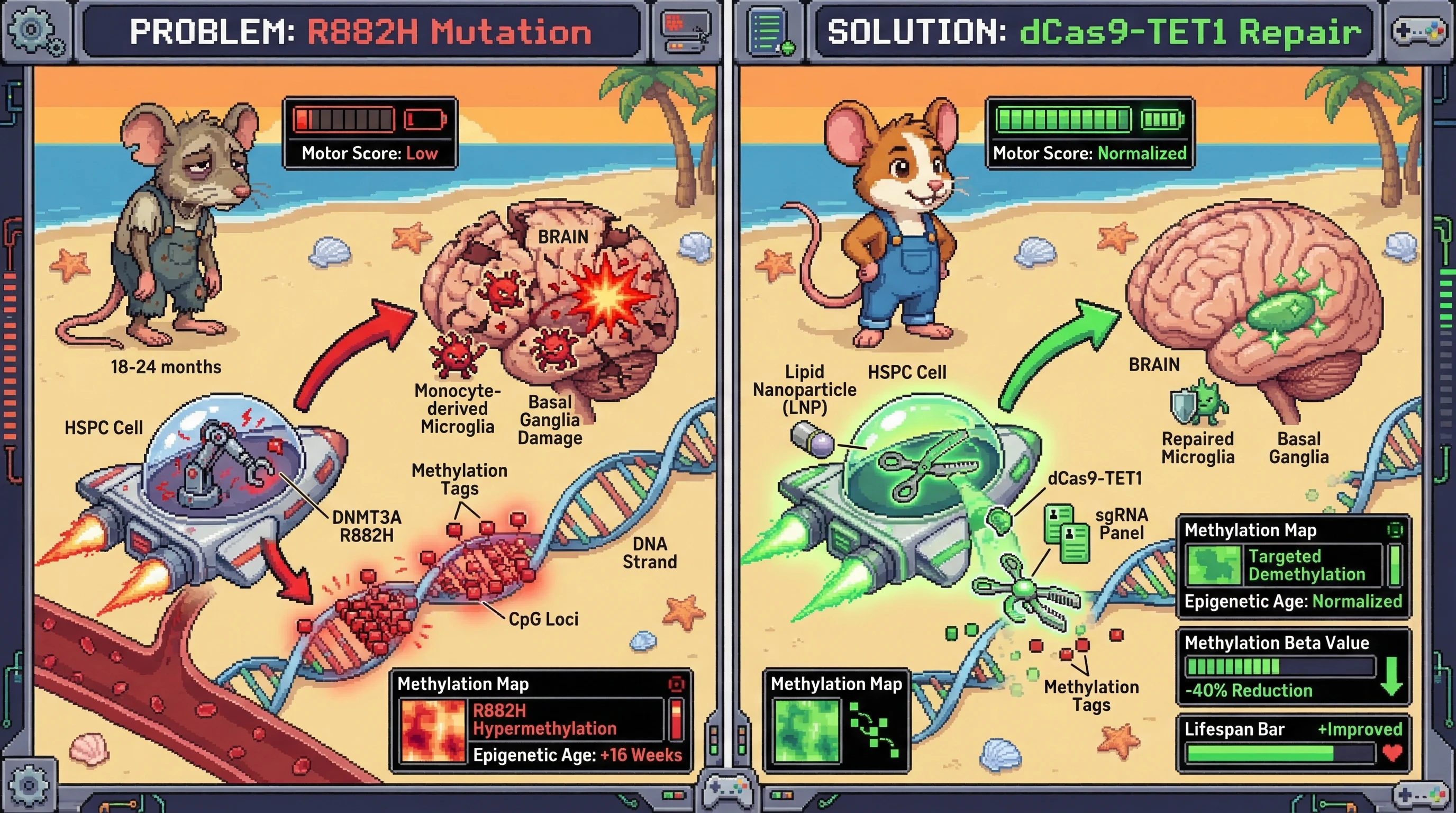 Mechanism: dCas9-TET1 precisely targets and reverses R882H-driven hypermethylation at specific CpG loci in HSPCs, preventing downstream neurological pathology. Readout: Readout: Methylation beta values decrease by 40% at targeted CpGs, epigenetic age normalizes, and motor scores improve within 16 weeks.