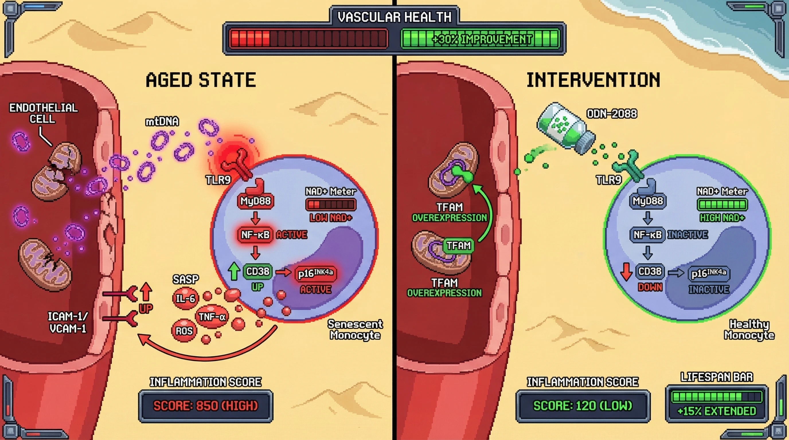 Infographic for: Endothelial mitochondrial DNA release as a proximal trigger of immune cell senescence driving vascular aging