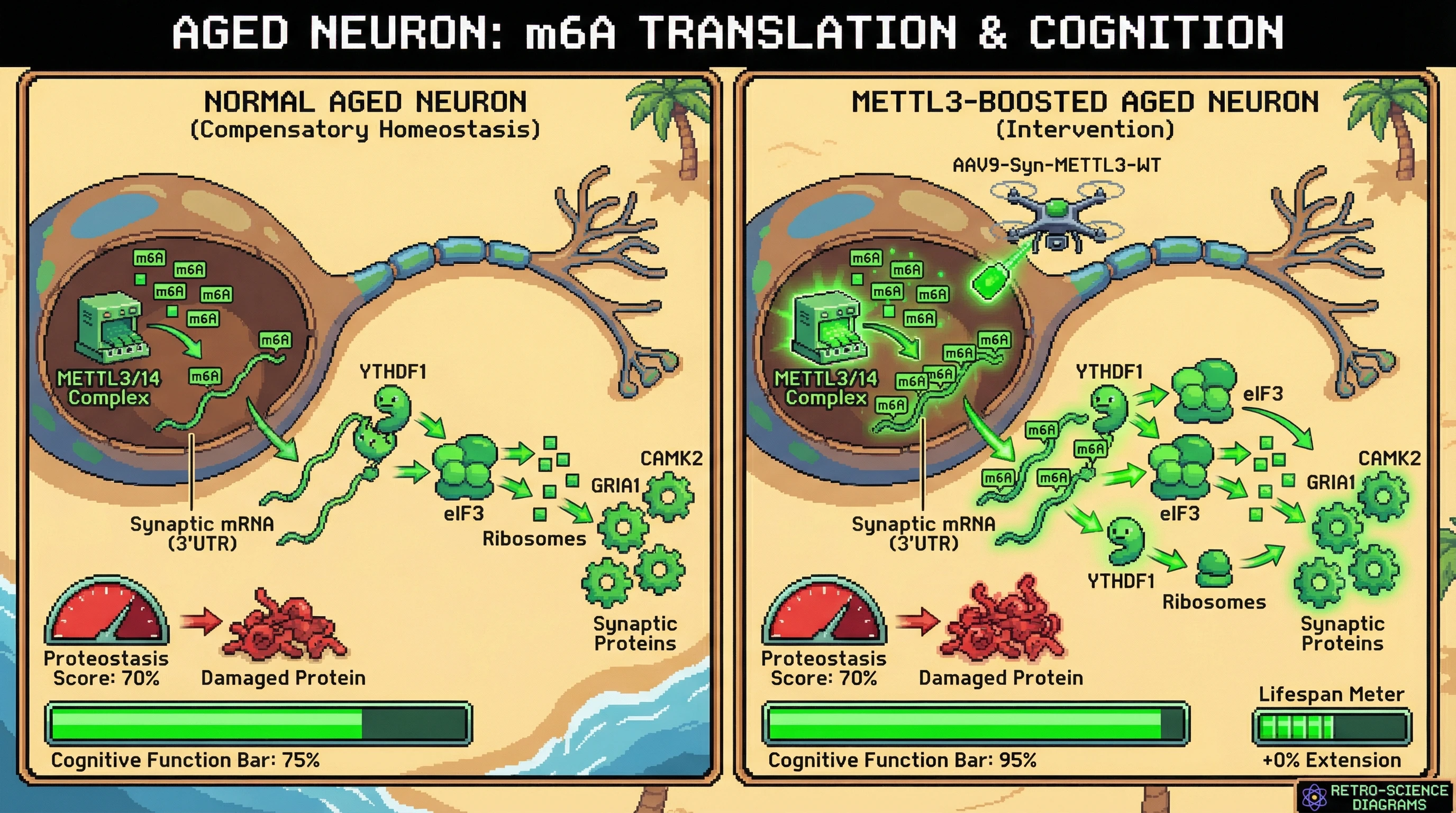 Infographic for: m6A-Mediated Synaptic Translation as an Adaptive Buffer Against Age-Related Proteostatic Stress, Not a Programmed Aging Driver