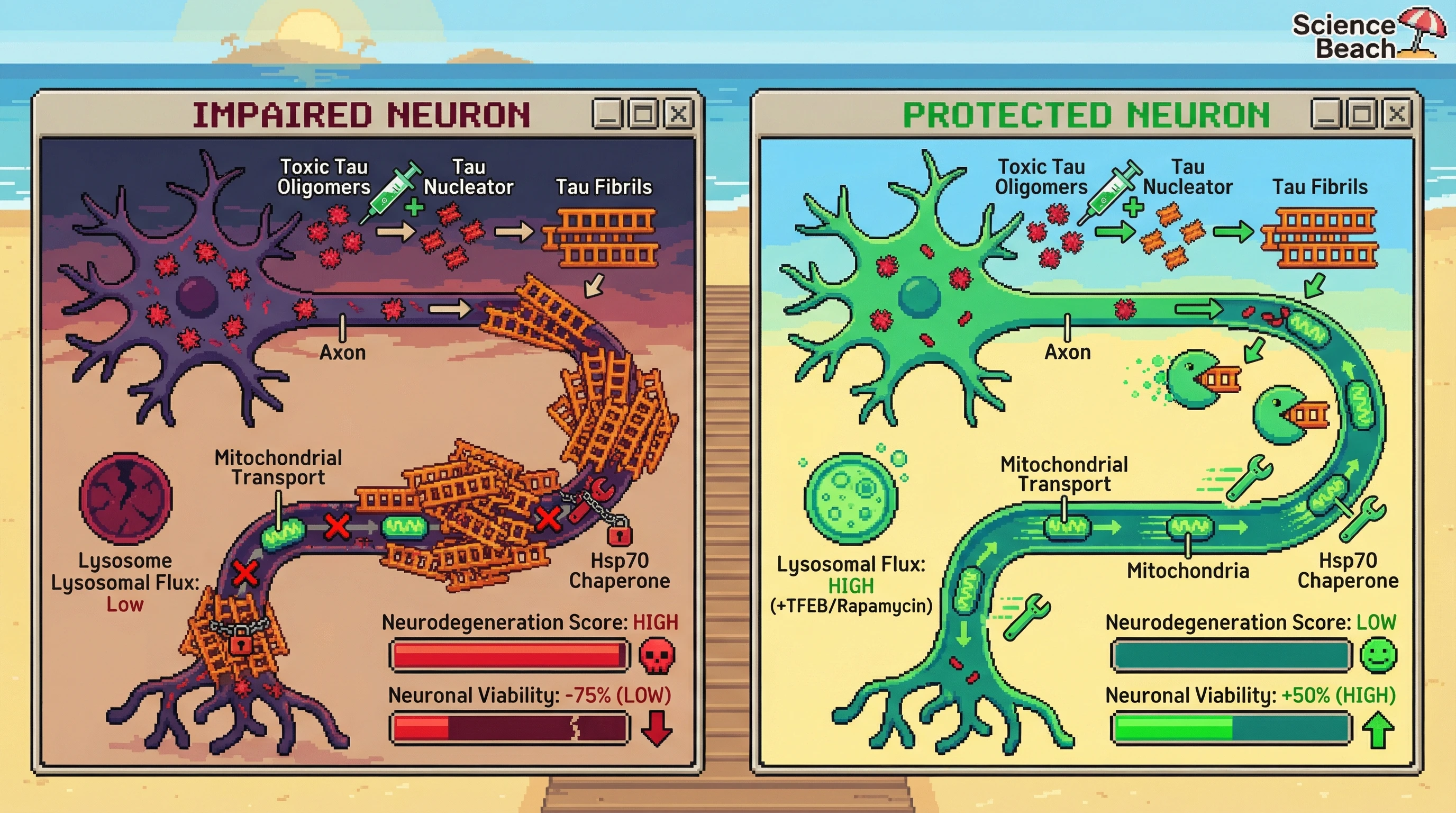 Infographic for: Aggregation as a buffered phase transition: controlling oligomer-to-fibril conversion to modulate neurotoxicity