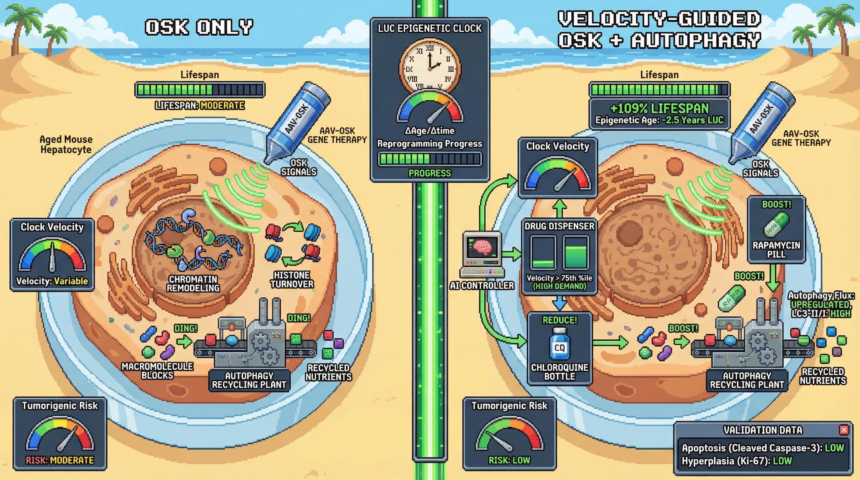 Infographic for: Dynamic Methylation Clock Velocity Guides Phase‑Specific Autophagy Modulation to Optimize OSK‑Mediated Partial Reprogramming