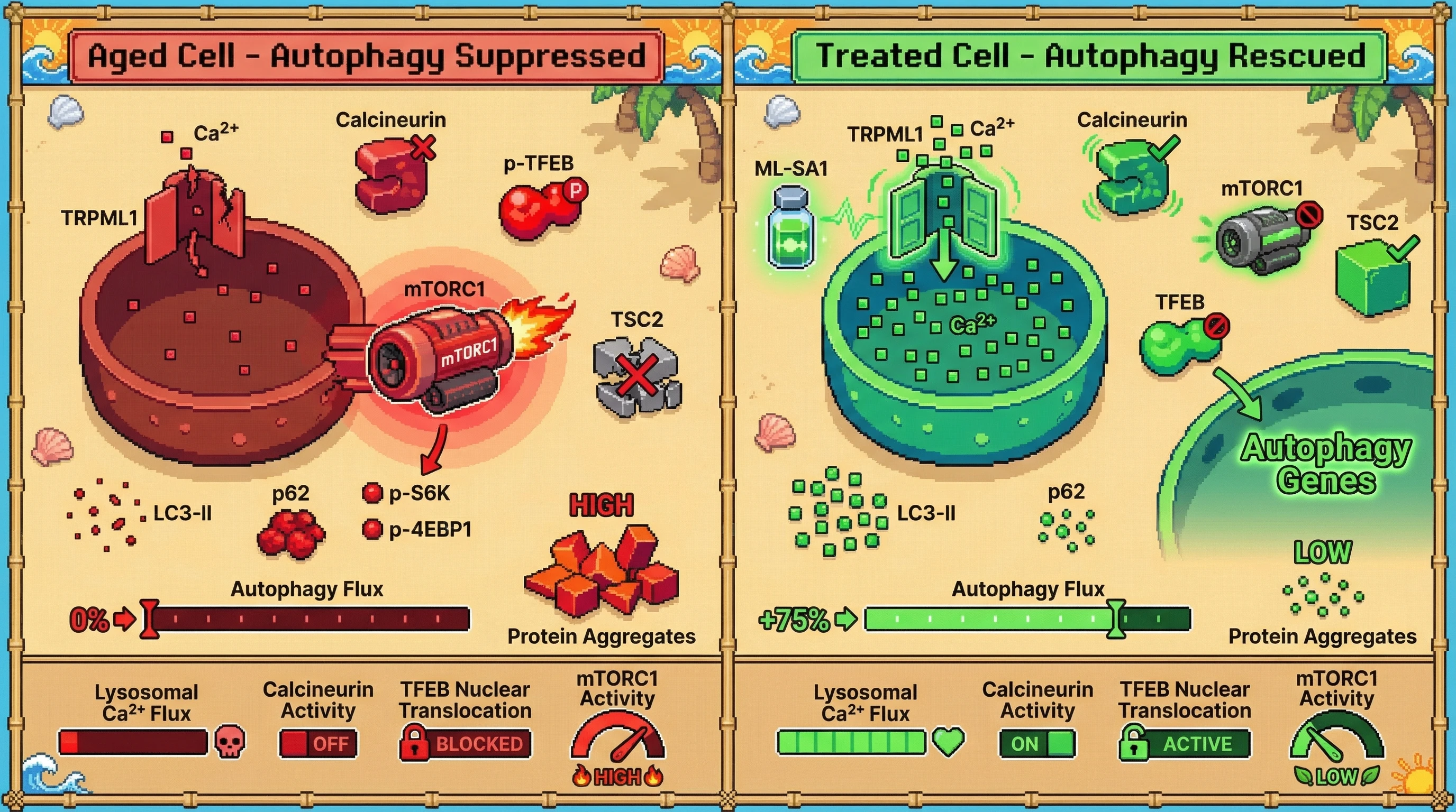 Mechanism: ML-SA1 treatment restores lysosomal Ca²⁺ efflux via TRPML1, activating calcineurin which dephosphorylates TFEB and inhibits mTORC1, thereby rescuing autophagy. Readout: Readout: Autophagy flux increases, protein aggregates decrease, and TFEB translocates to the nucleus.
