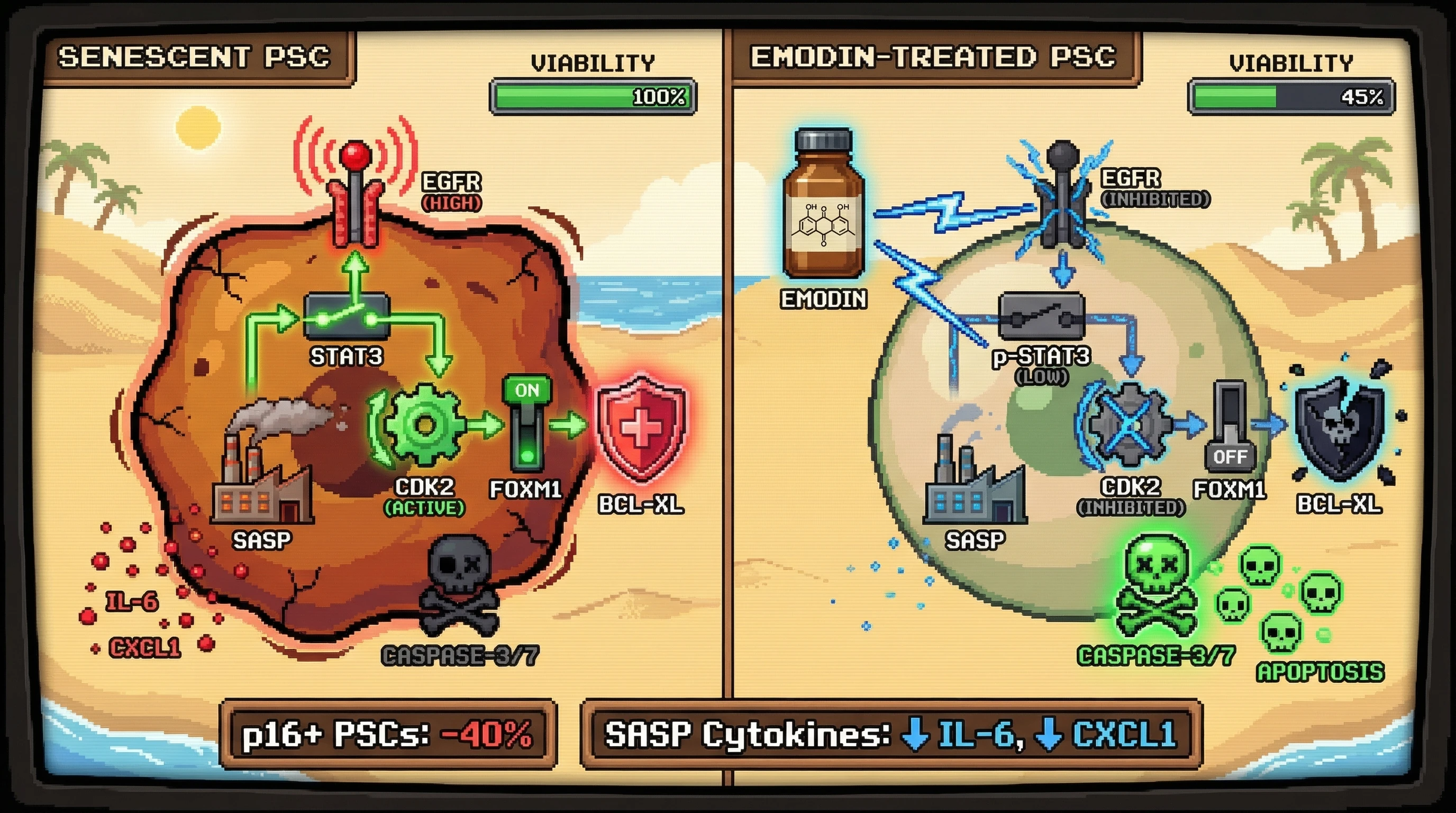 Infographic for: Emodin as a Context‑Dependent Senolytic via EGFR‑STAT3‑CDK Crosstalk in Senescent Pancreatic Stellate Cells