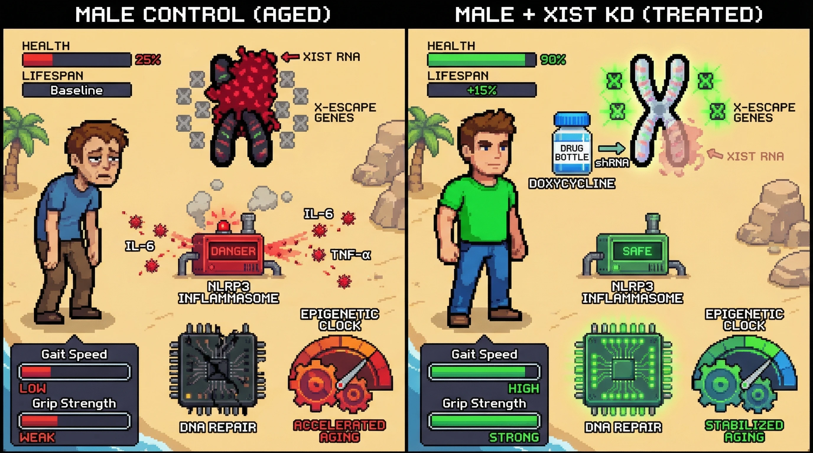 Infographic for: Hypothesis: Male longevity can be extended by transient, tissue-specific Xist knockdown that mimics age‑related Xi reactivation
