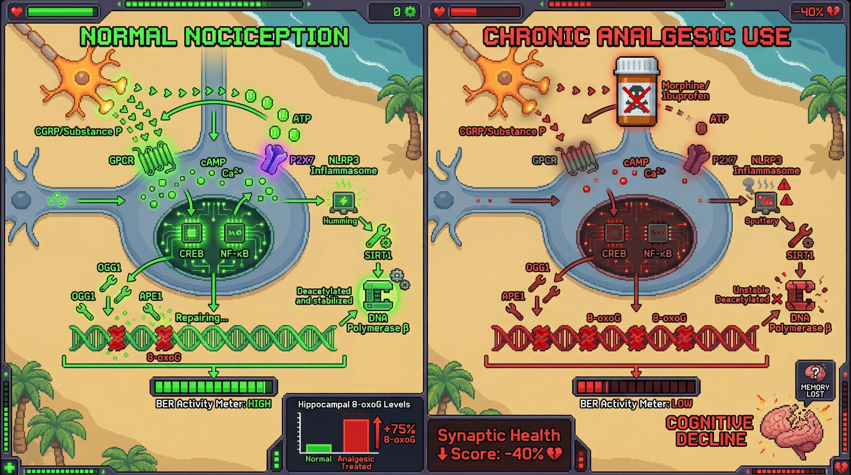 Infographic for: Nociceptor‑Driven Base Excision Repair: A Protective Pain Signal That Counters Neuronal 8‑oxoG Accumulation
