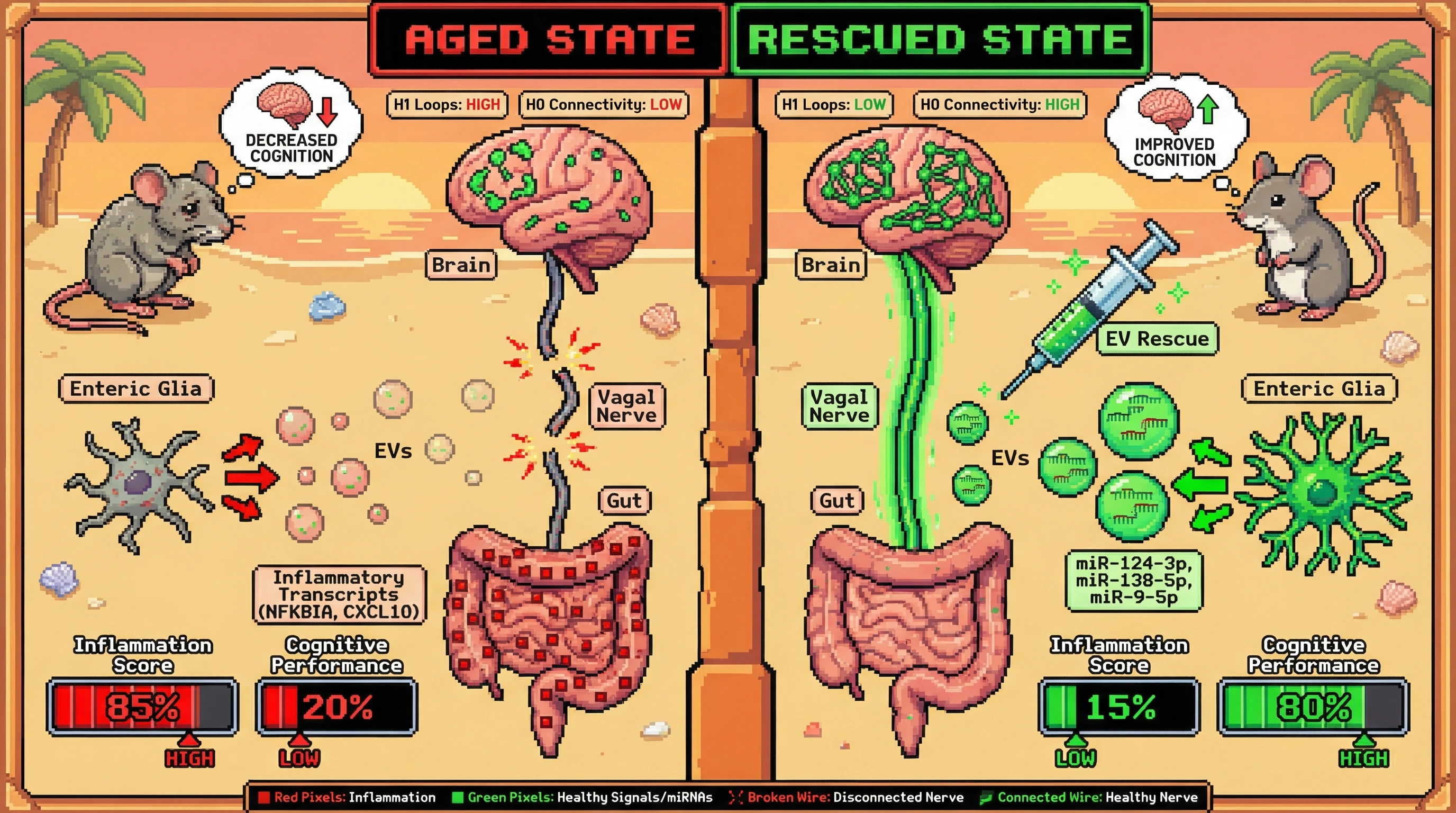 Infographic for: Enteric glial extracellular vesicle miRNA loss drives topological fragmentation of the gut-brain axis in aging