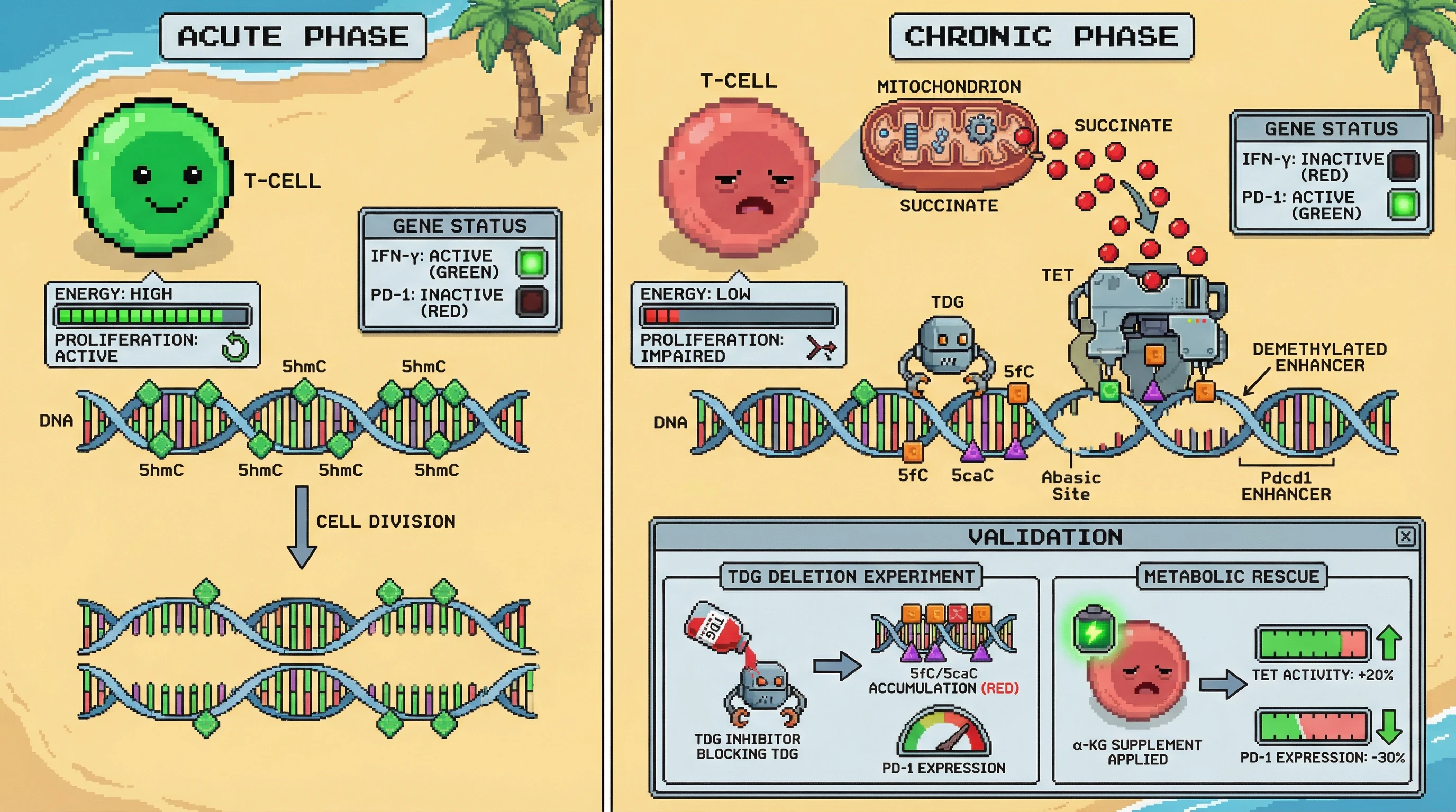 Mechanism: In chronic T-cell stimulation, high succinate inhibits TET, promoting TDG-mediated active demethylation of exhaustion genes like Pdcd1. Readout: Readout: TDG deletion leads to 5fC/5caC accumulation and high PD-1, while α-KG supplementation boosts TET activity and reduces PD-1 expression.