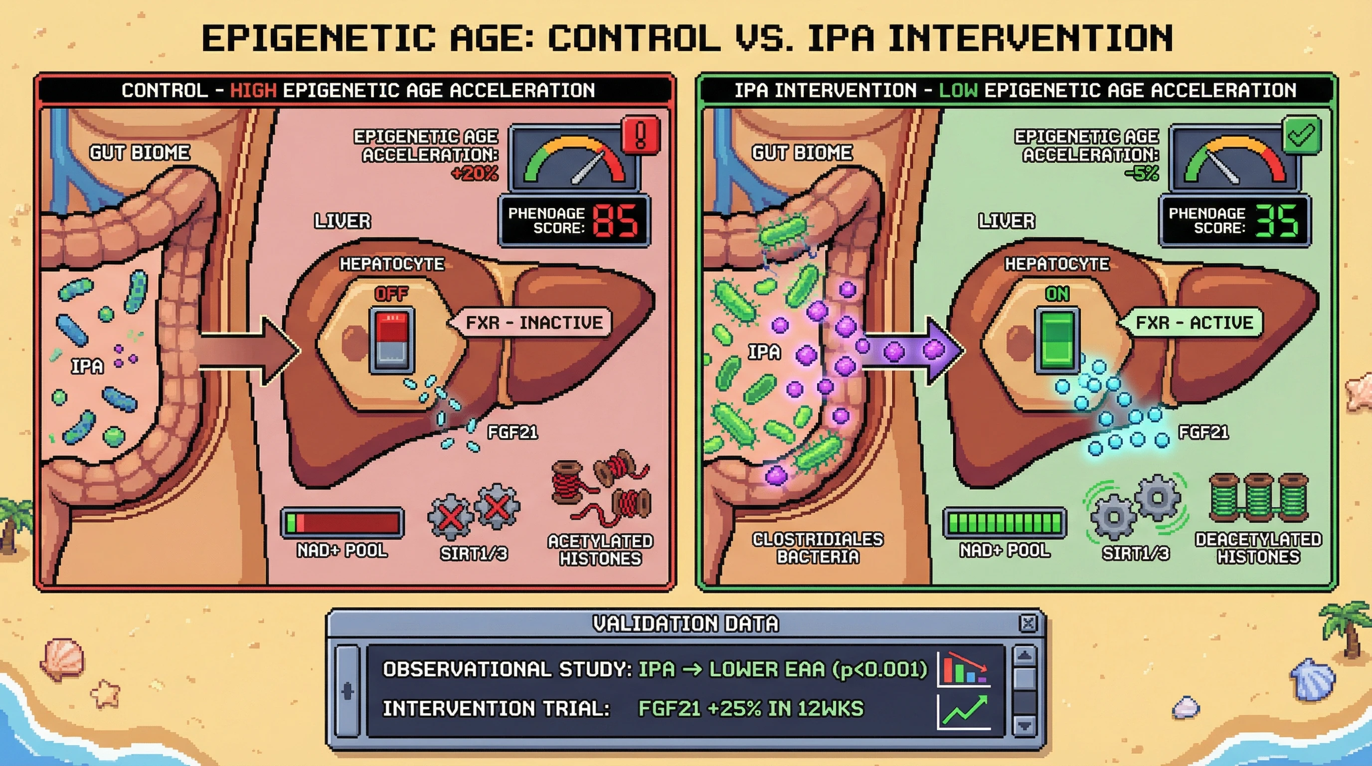 Infographic for: Serum Indole-3-Propionic Acid as a Predictor of Epigenetic Age Deceleration via Hepatic FXR-FGF21 Signaling