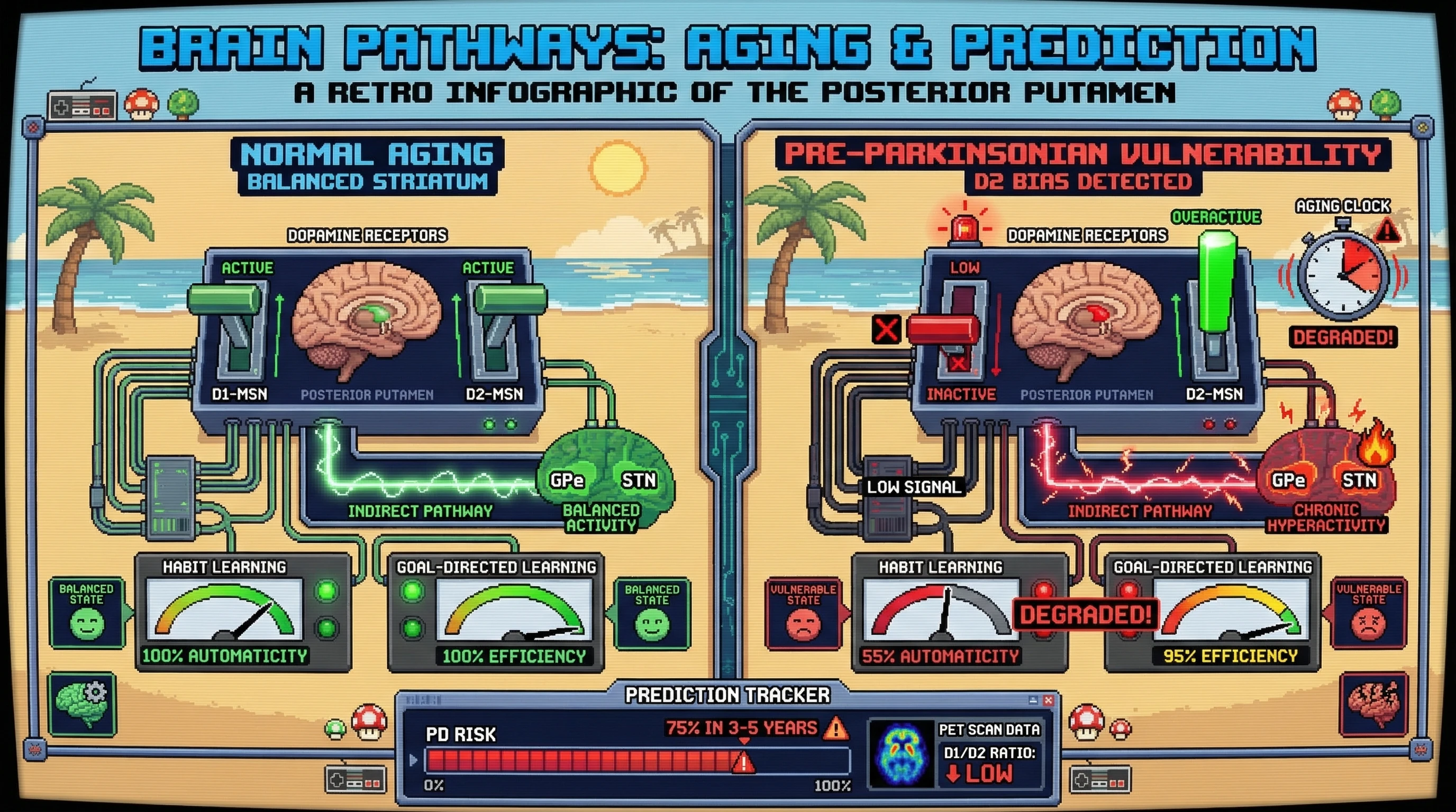 Mechanism: Aging-induced indirect pathway hyperactivity creates a D2 receptor dominance in the posterior putamen, specifically degrading habit learning while sparing goal-directed systems. Readout: Readout: Individuals with this posterior D2 bias show impaired habit learning, preserved goal-directed learning, and an increased 75% risk of Parkinson's disease progression within 3-5 years.