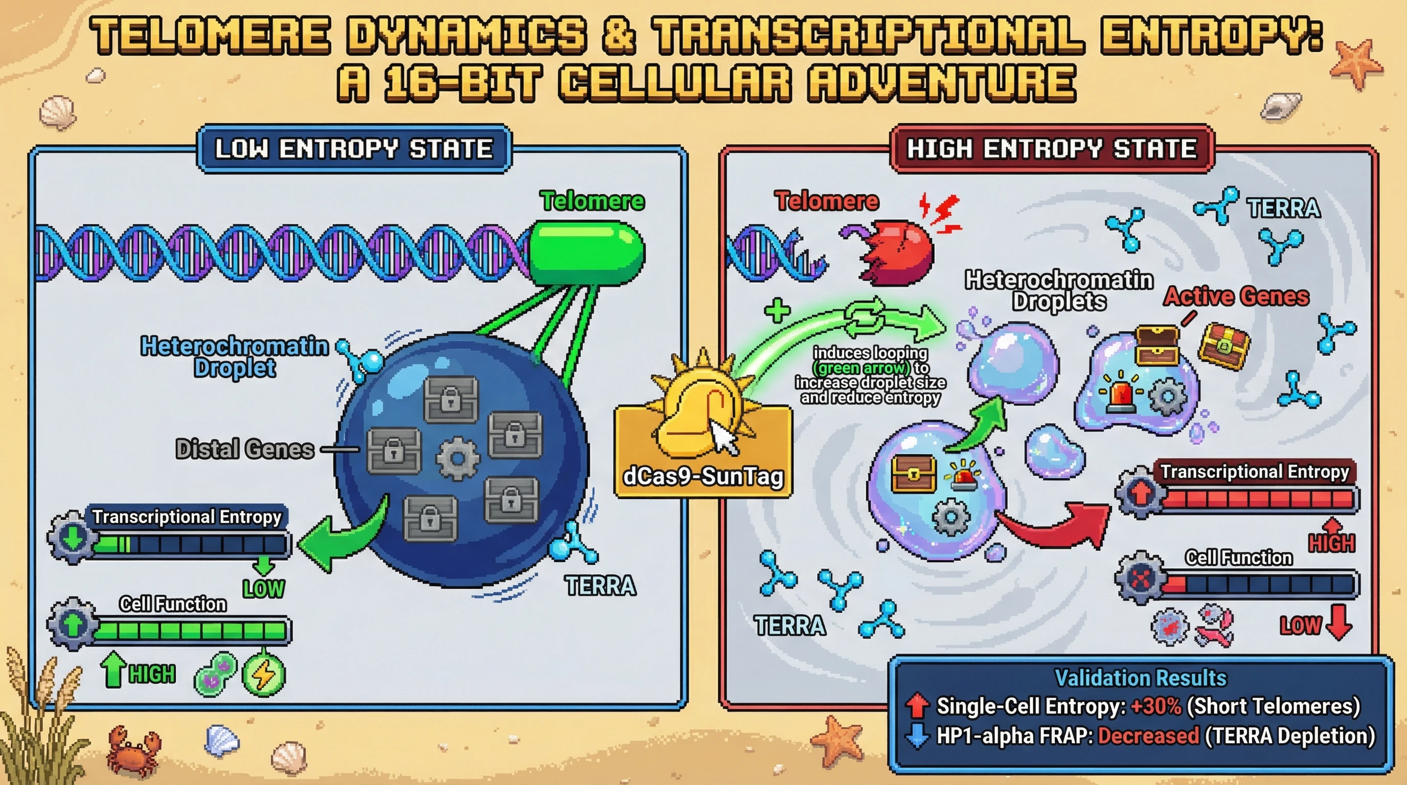 Mechanism: Telomere length dictates the stability and size of heterochromatin droplets, which sequester genes and control transcriptional entropy. Readout: Readout: Short telomeres correlate with increased single-cell transcriptional entropy (+30%), while TERRA depletion increases heterochromatin droplet size and decreases transcriptional noise.