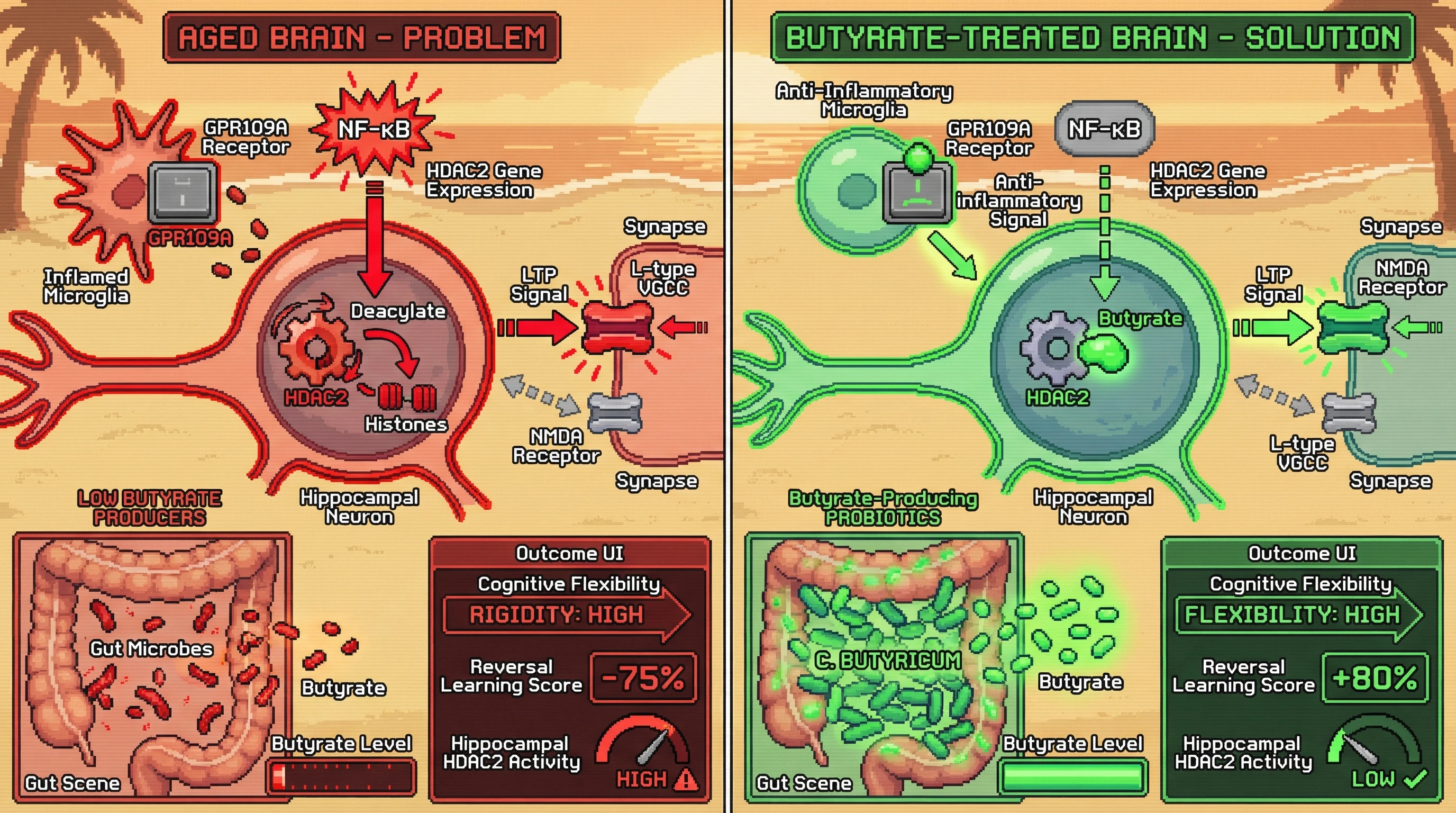 Infographic for: Gut-derived butyrate deficiency drives age-related HDAC2-mediated synaptic over-consolidation and cognitive rigidity