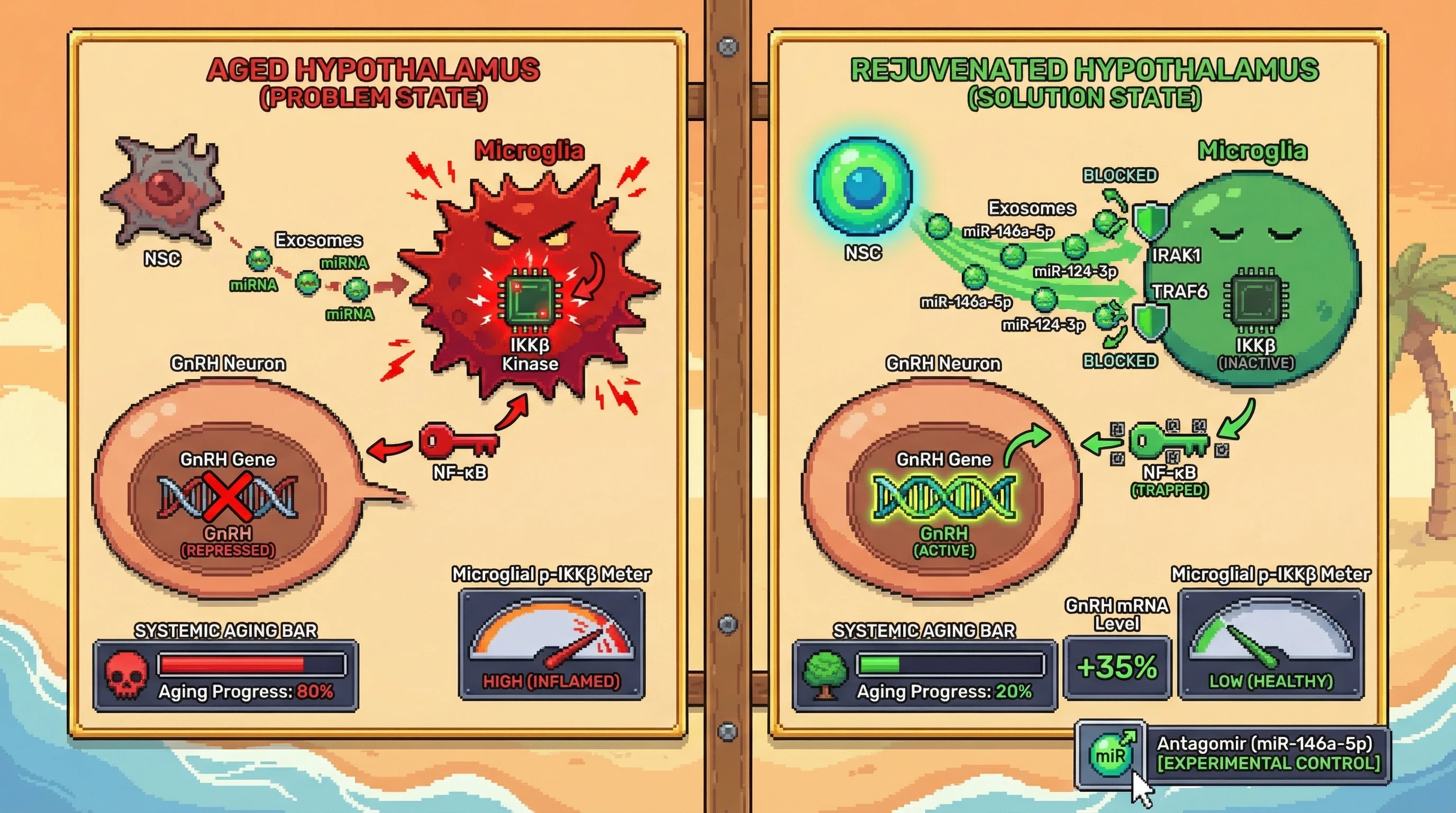 Infographic for: Hypothalamic Neural Stem Cell‑Derived Exosomal miRNAs Restrain Microglial IKKβ/NF‑κB to Preserve GnRH Expression and Systemic Youth
