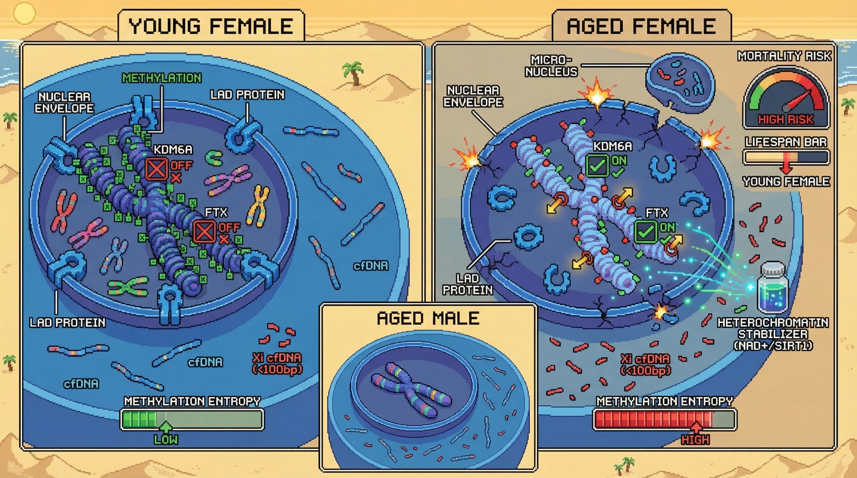 Infographic for: X‑chromosome cfDNA fragment length and methylation entropy as a sex‑specific predictor of mortality via Xi erosion