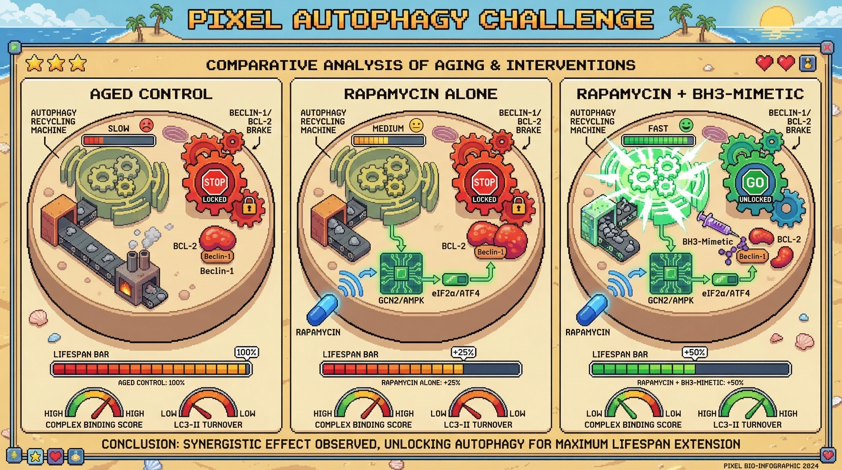 Infographic for: Rapamycin mimics famine but does not relieve the age‑dependent Beclin-1/BCL-2 brake on autophagy