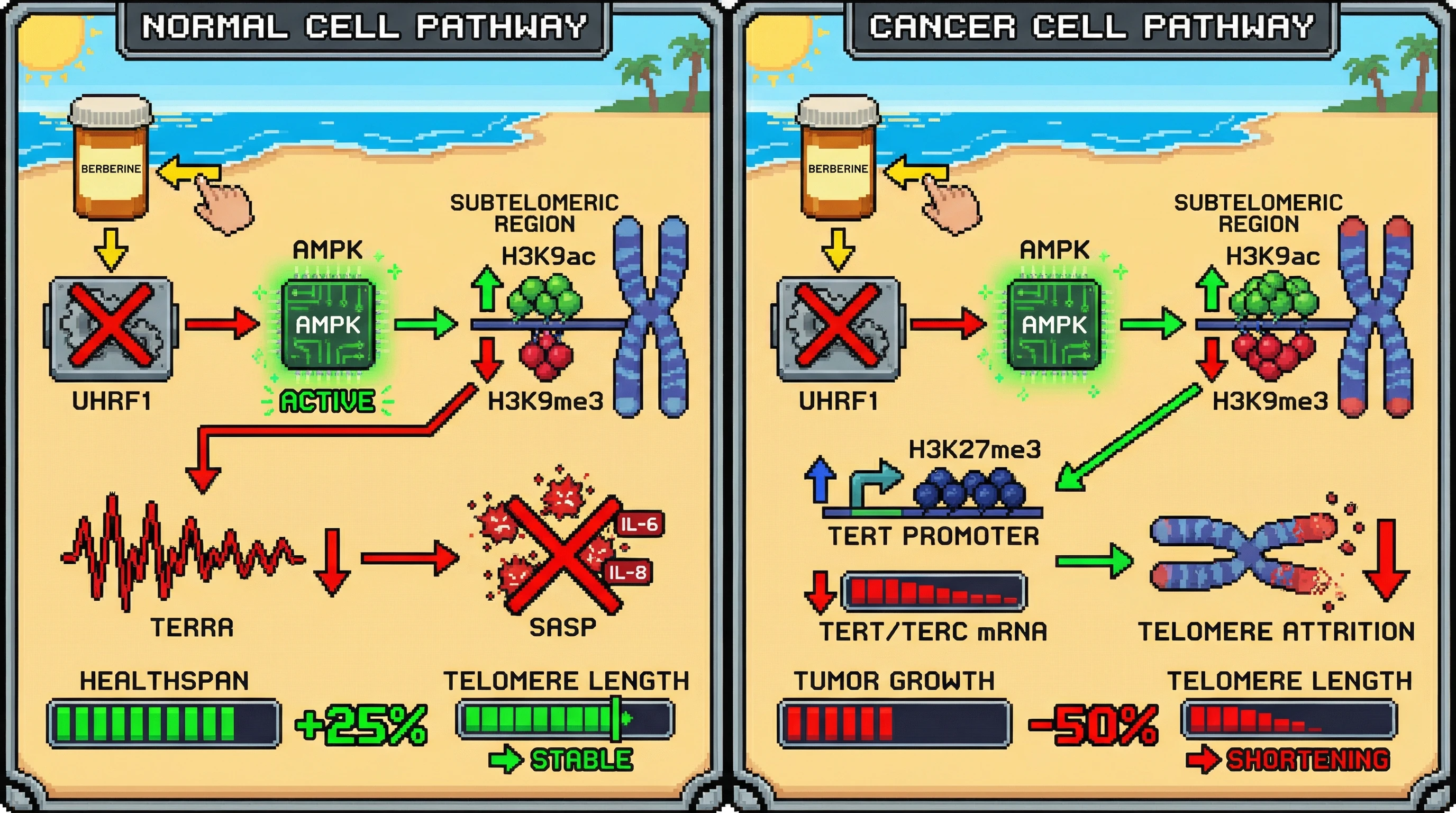 Mechanism: Berberine inhibits UHRF1, leading to persistent AMPK activation and a shift in subtelomeric chromatin, which reduces transcriptional noise (TERRA) in normal cells and suppresses telomerase in cancer cells. Readout: Readout: Normal cells show increased healthspan and stable telomere length, while cancer cells exhibit reduced tumor growth and telomere attrition.