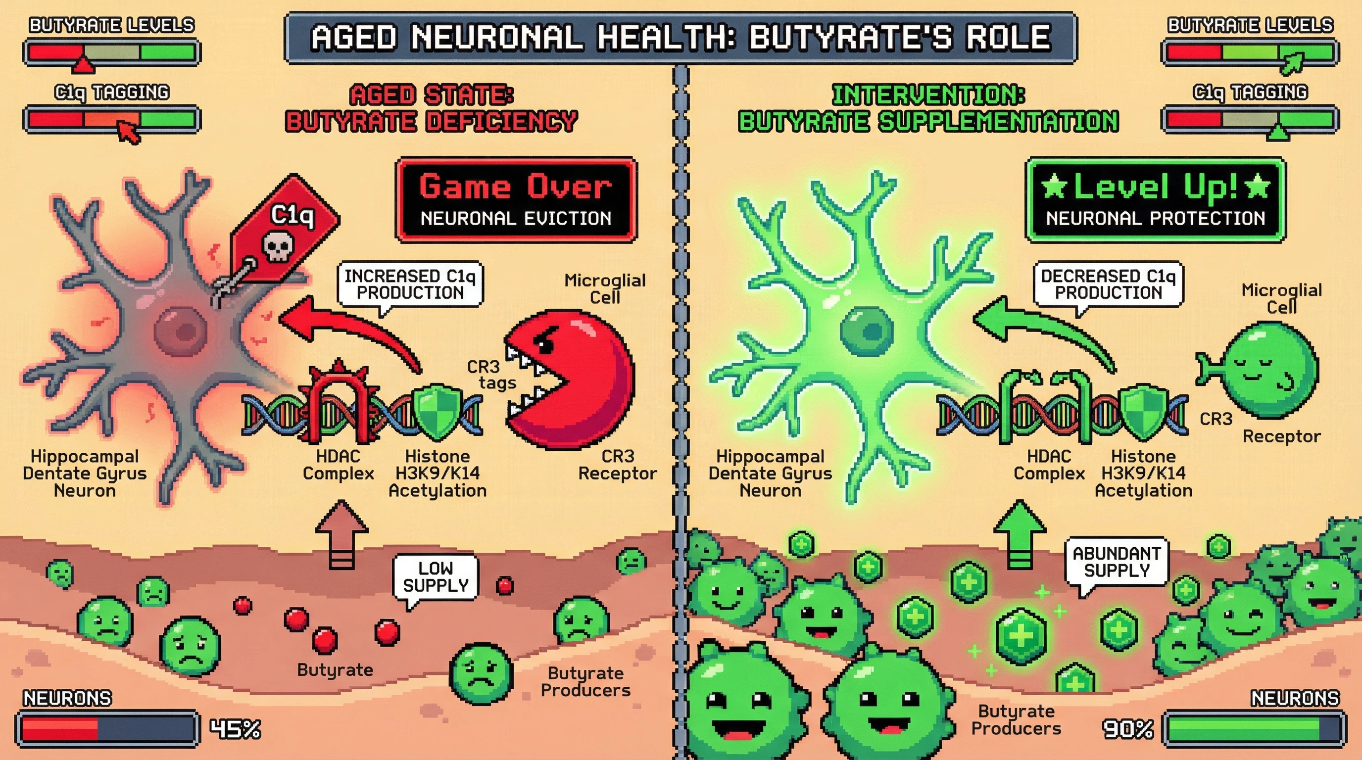 Mechanism: Butyrate deficiency in aging removes an epigenetic brake on HDACs, increasing C1q tagging on low-activity neurons and triggering microglial eviction. Readout: Readout: Butyrate supplementation decreases neuronal C1q tagging and significantly improves neuronal survival from 45% to 90%.