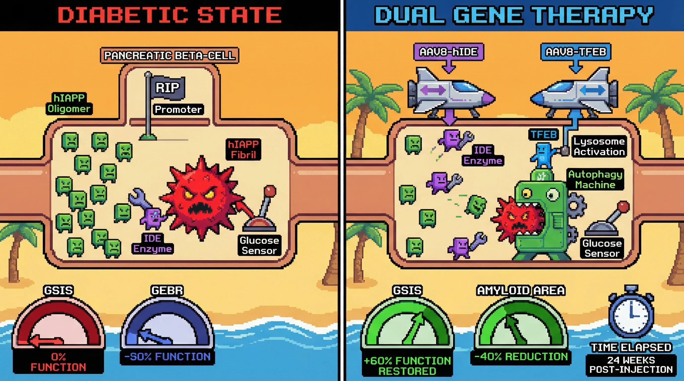 Infographic for: Co-delivery of AAV8-RIP-hIDE and AAV8-RIP-TFEB via retrograde pancreatic duct injection synergistically clears establ...