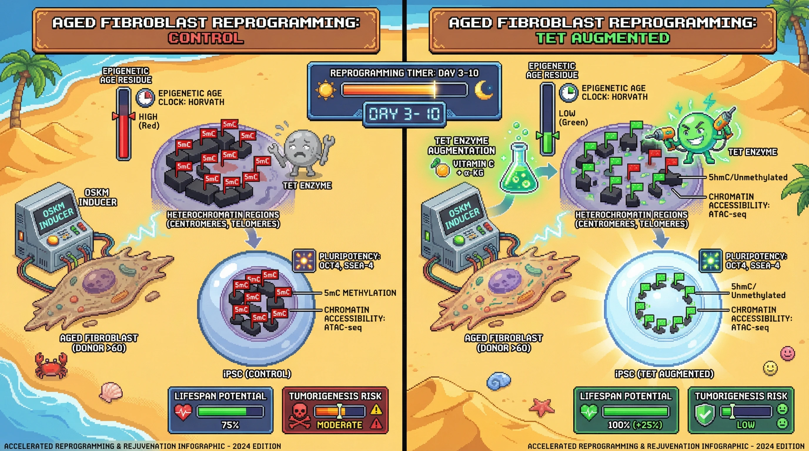Infographic for: TET Enzyme Augmentation During Early Reprogramming Erases Heterochromatin-Associated Epigenetic Age Residue in Elderly-Donor iPSCs