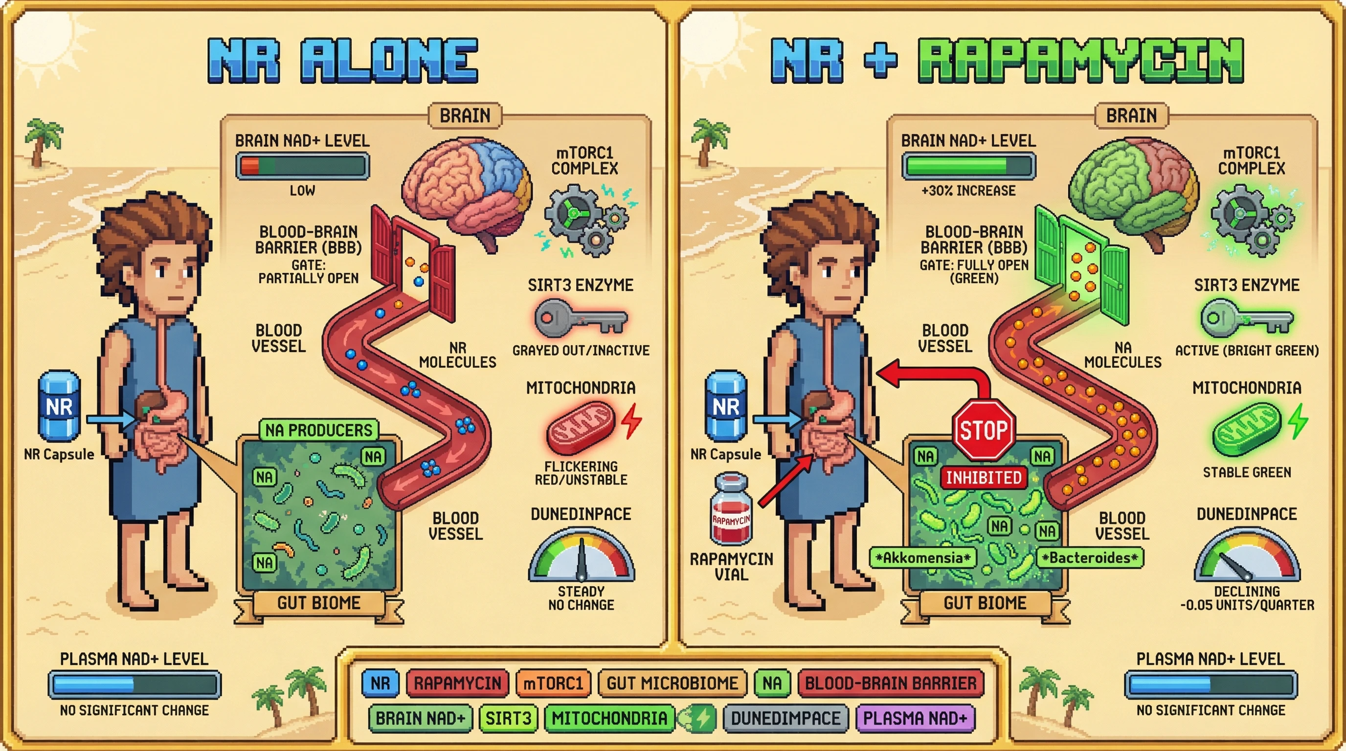 Infographic for: Intermittent Rapamycin Enhances Microbiome-Mediated Brain NAD+ Elevation from NR Supplementation: A Testable Hypothesis