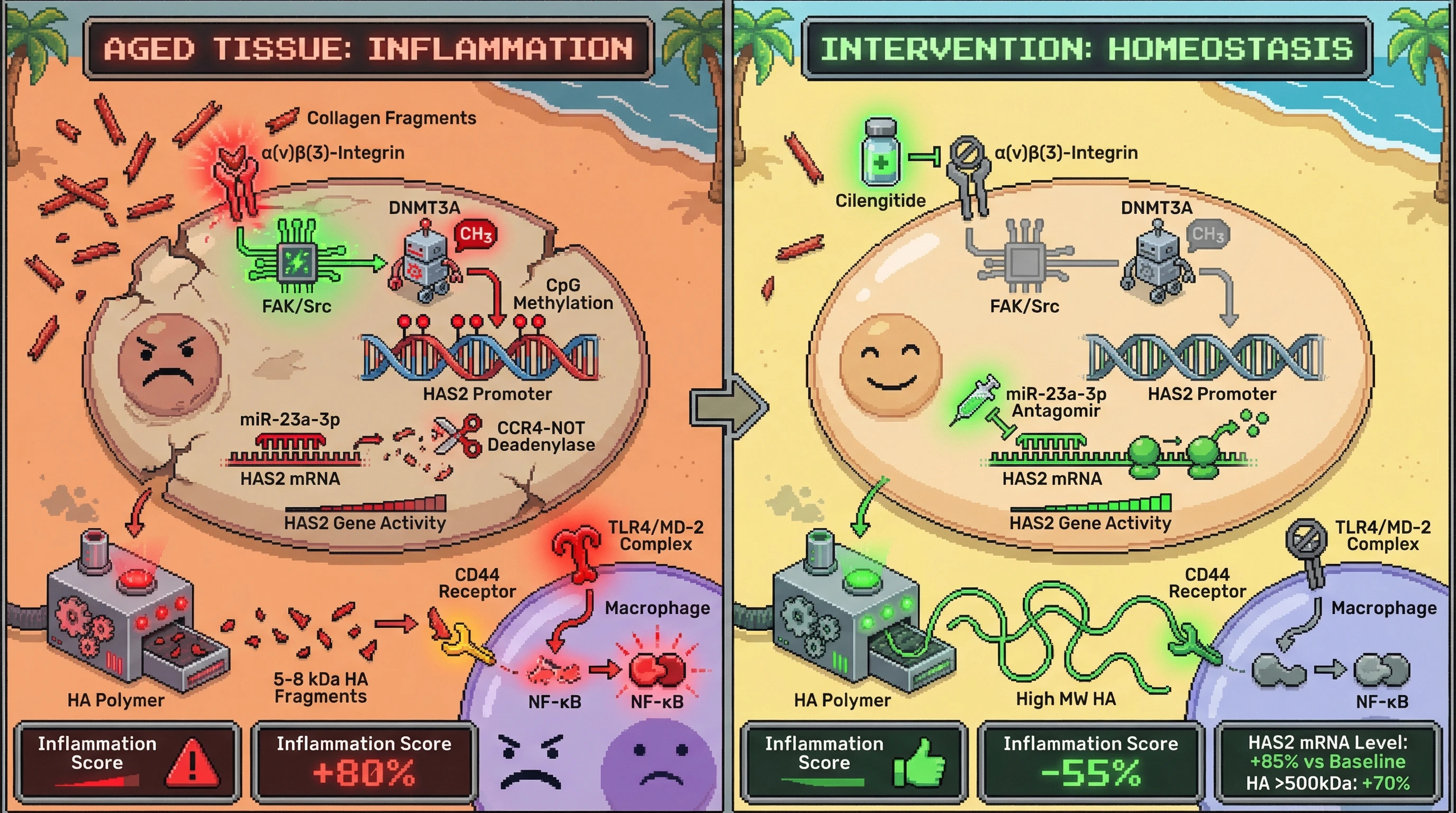 Infographic for: Integrin‑FAK‑DNMT3A and miR‑23a‑3p Cooperatively Silence HAS2, Setting a Defined HA Fragment Size Threshold that Switches CD44‑Anti‑Inflammatory Signaling to TLR4‑Driven Inflammation in Aged Tissues