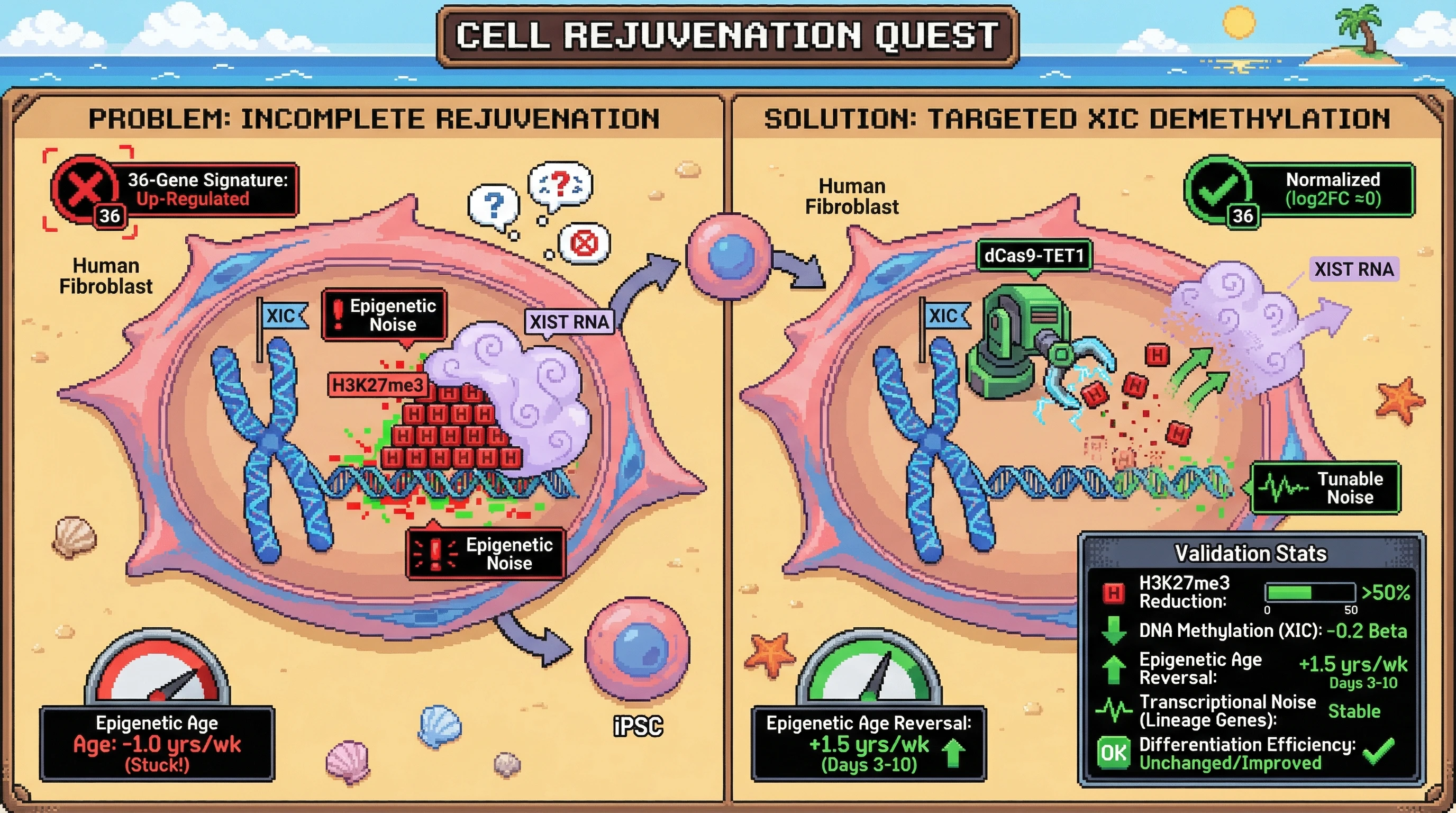 Infographic for: X‑chromosome epigenetic noise as a tunable barrier to complete iPSC rejuvenation