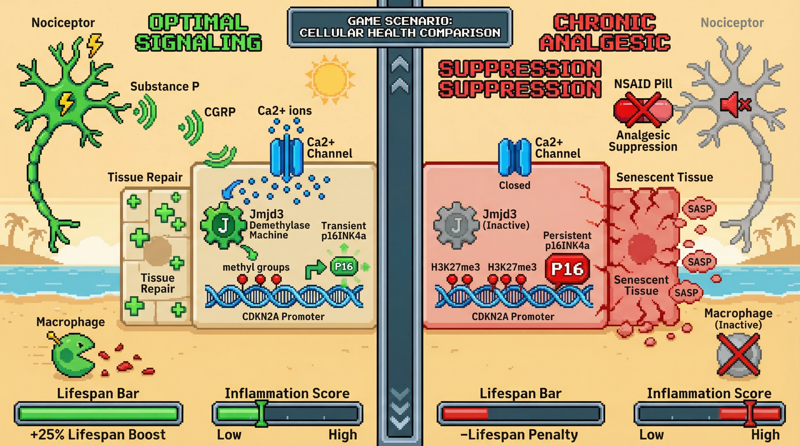 Infographic for: Chronic Analgesic Suppression of Nociceptive Stress Accelerates CDKN2A/Mediated Senescence via Lost Jmjd3‑Dependent p16INK4a Induction