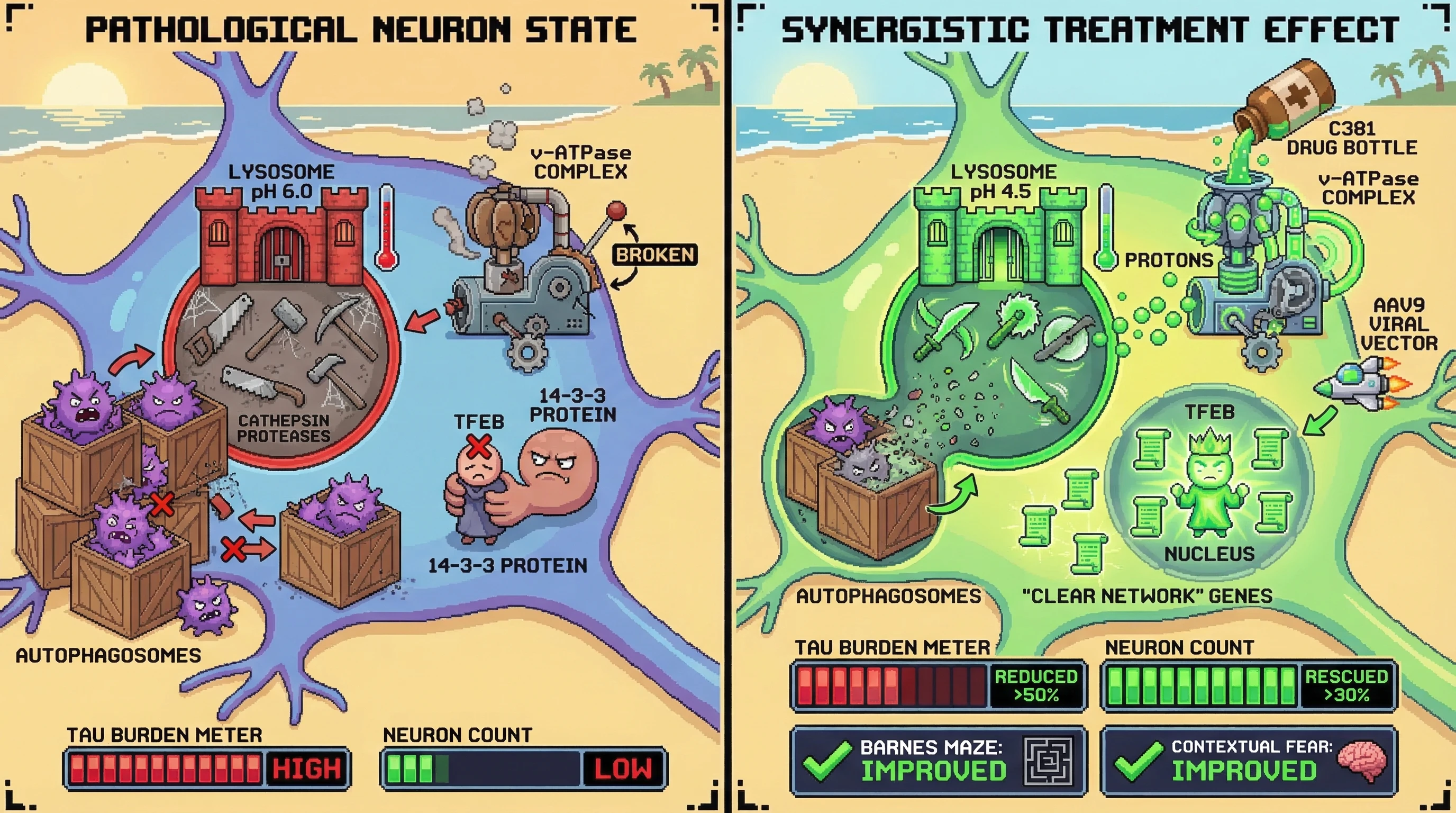 Infographic for: Sequenced co-delivery of the v-ATPase activator C381 and constitutively active AAV9-TFEB(S142A/S211A) simultaneously ...