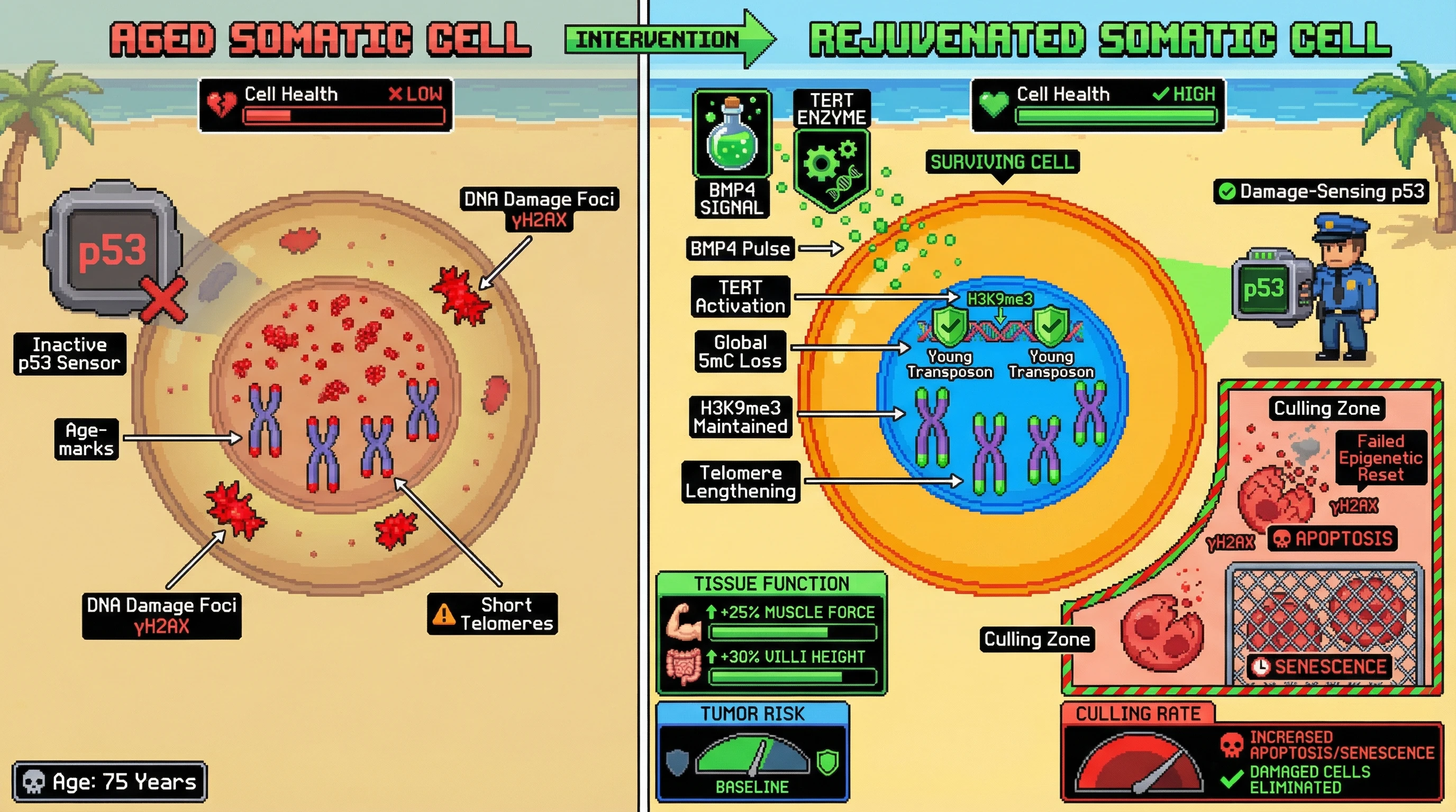 Mechanism: A transient BMP4 pulse and TERT activation in somatic cells induce a germline-like epigenetic reset and DNA damage selection. Readout: Readout: This process culls damaged cells, leading to improved tissue function (e.g., muscle force, villi height) with no increased tumor risk.