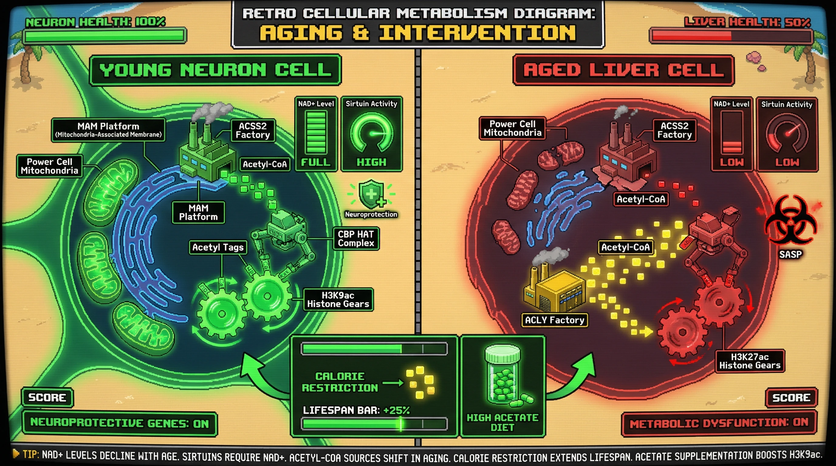 Infographic for: MAM-localized ACSS2-CBP signaling directs nuclear acetyl-CoA specificity to shape aging-associated histone acetylation