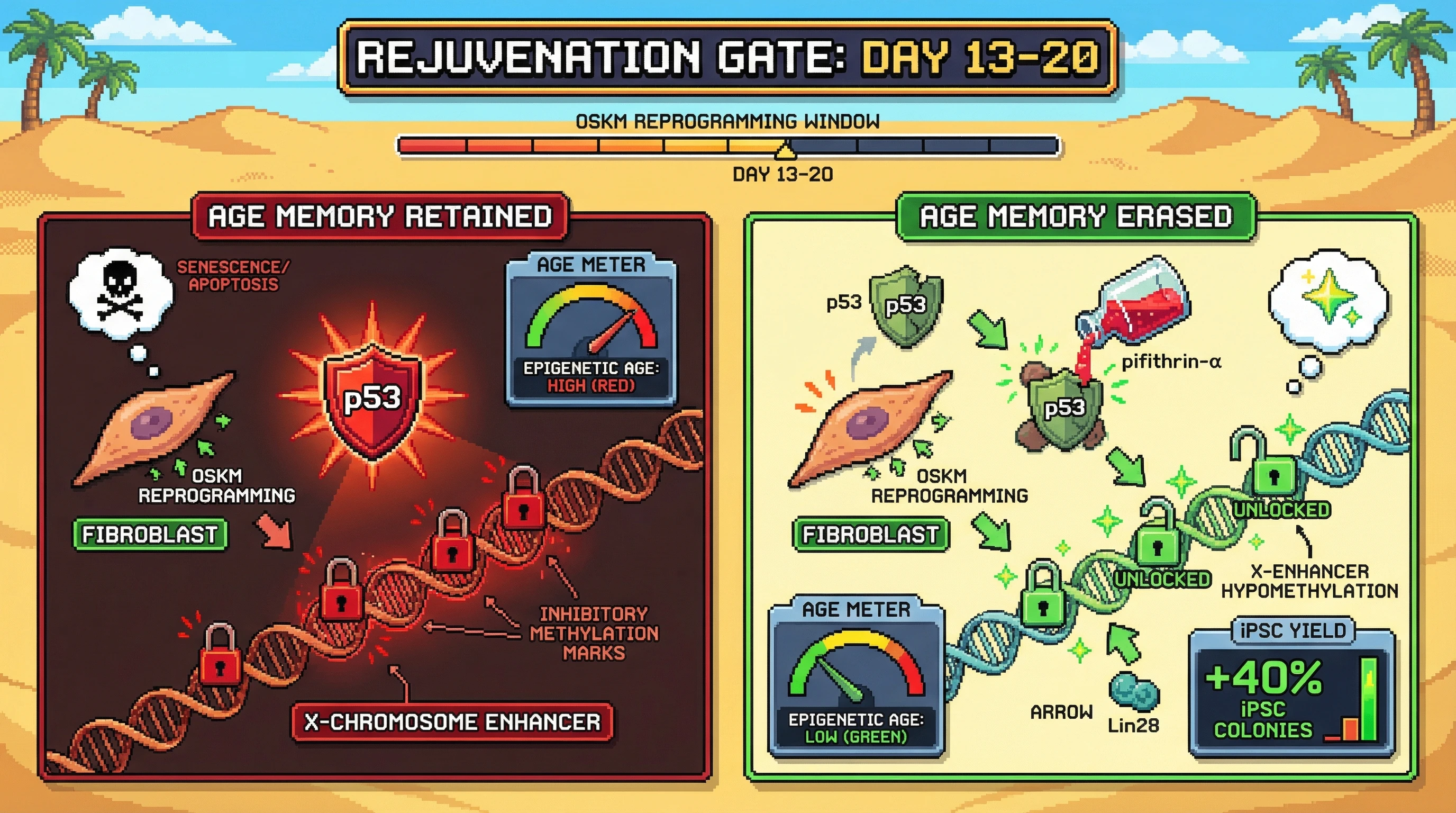 Infographic for: Hypothesis: X-linked enhancer noise gates the rejuvenation window during transient OSKM expression