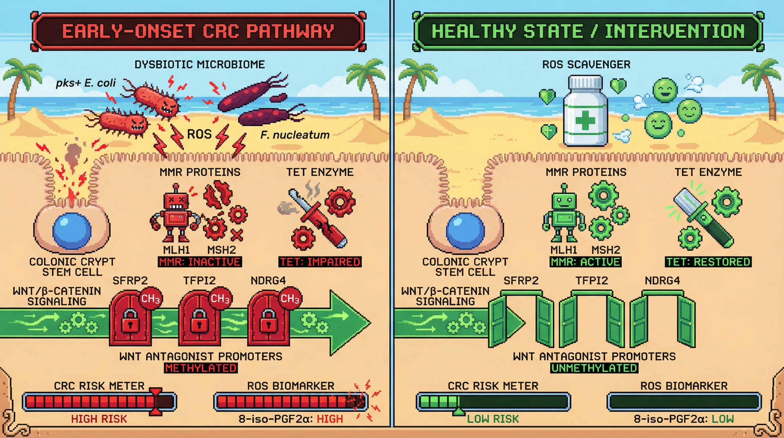Infographic for: Microbiome-driven oxidative stress accelerates mismatch repair decline in young colonic stem cells, converting epigenetic field cancerization into early-onset colorectal cancer