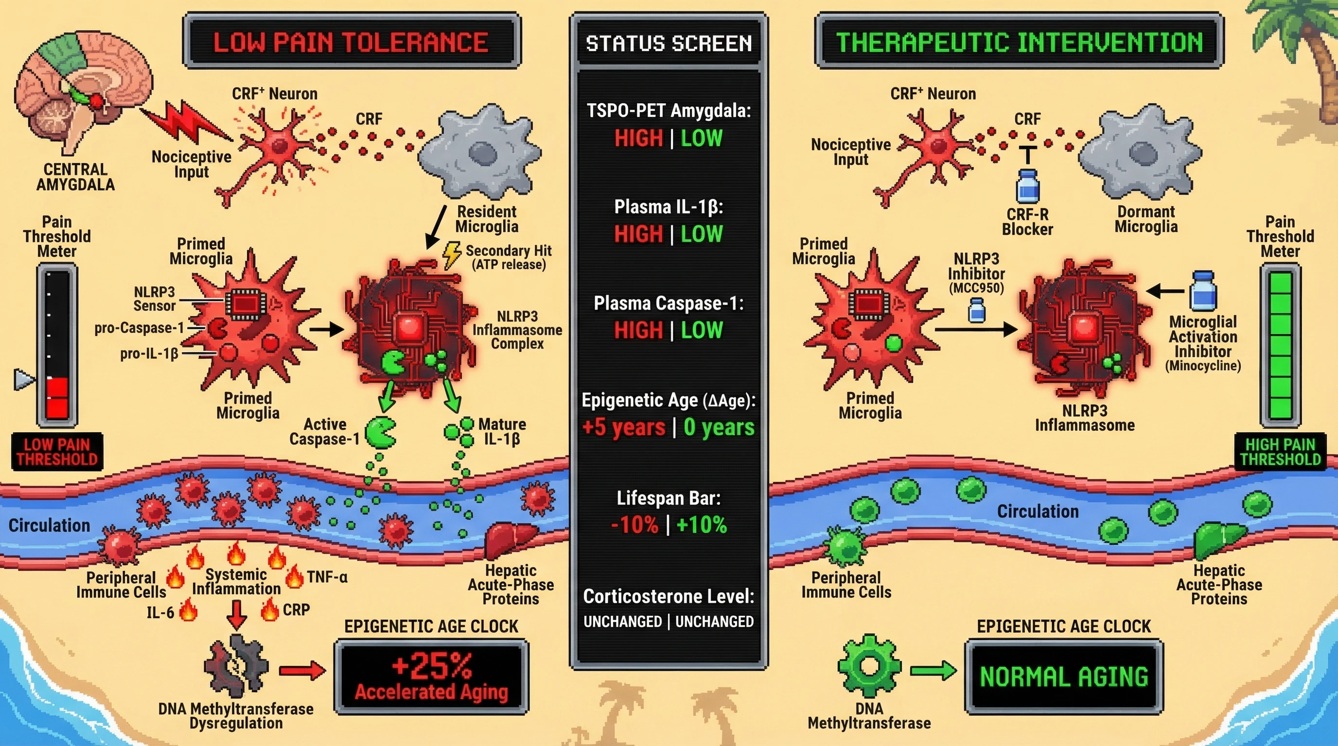 Infographic for: Amygdala Microglial Priming Links Pain Tolerance to Epigenetic Age via Inflammasome-Driven Systemic Inflammation