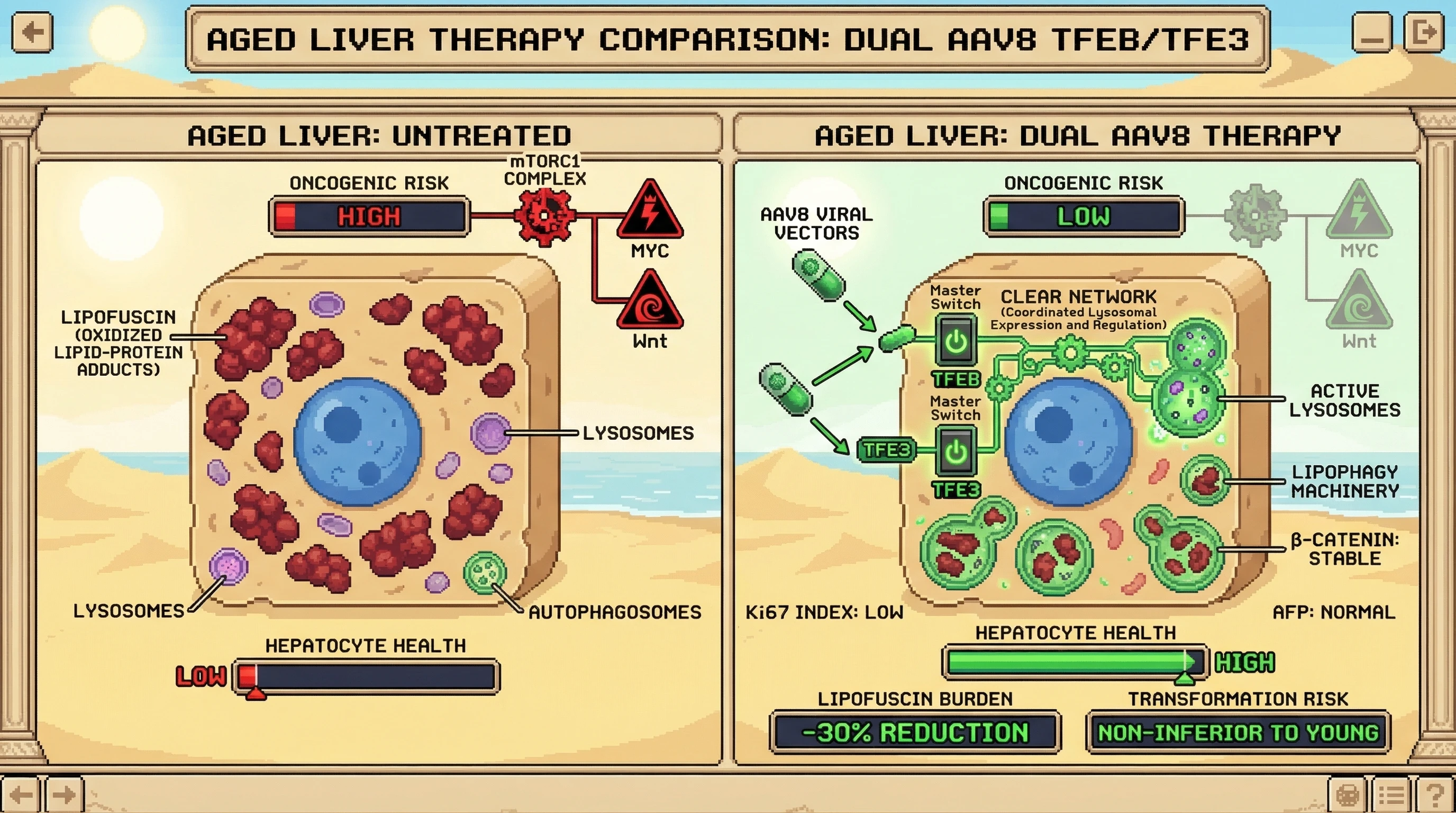 Mechanism: Sub-maximal co-activation of TFEB and TFE3 via dual AAV8 vectors synergistically activates the CLEAR network and lipophagy machinery to clear hepatic lipofuscin. Readout: Readout: Hepatic lipofuscin burden is reduced by over 30% while hepatocellular transformation markers remain non-inferior to young mice.