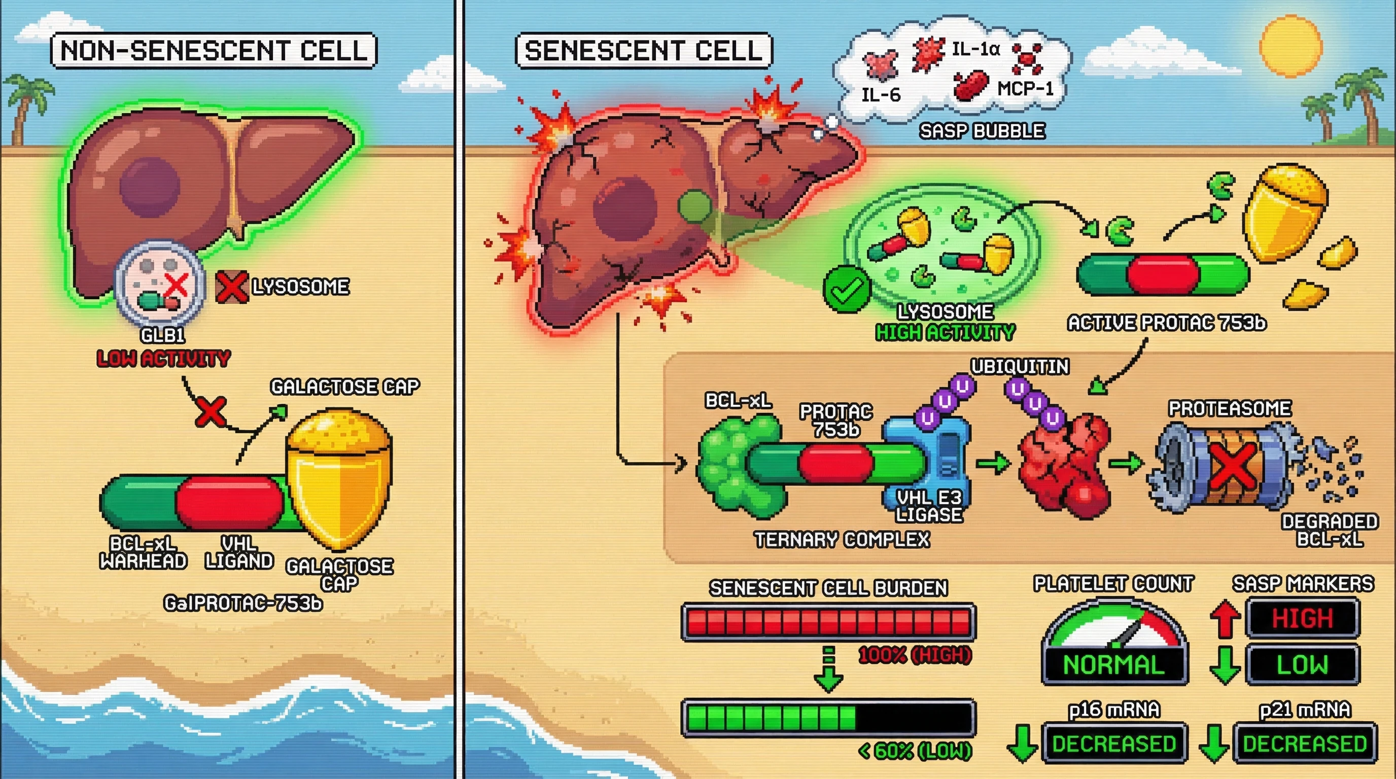 Mechanism: GalPROTAC-753b is activated only in senescent cells by high lysosomal β-galactosidase, leading to BCL-xL degradation and apoptosis. Readout: Readout: Hepatic senescent cell burden is reduced by over 40% and SASP markers decrease, without impacting platelet counts.