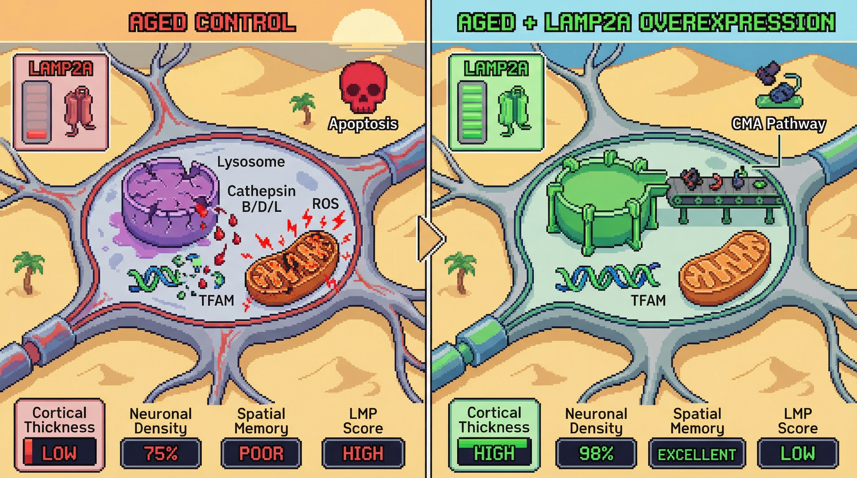 Infographic for: Lysosomal Stabilization as a Gatekeeper of Neuronal Eviction in Aging