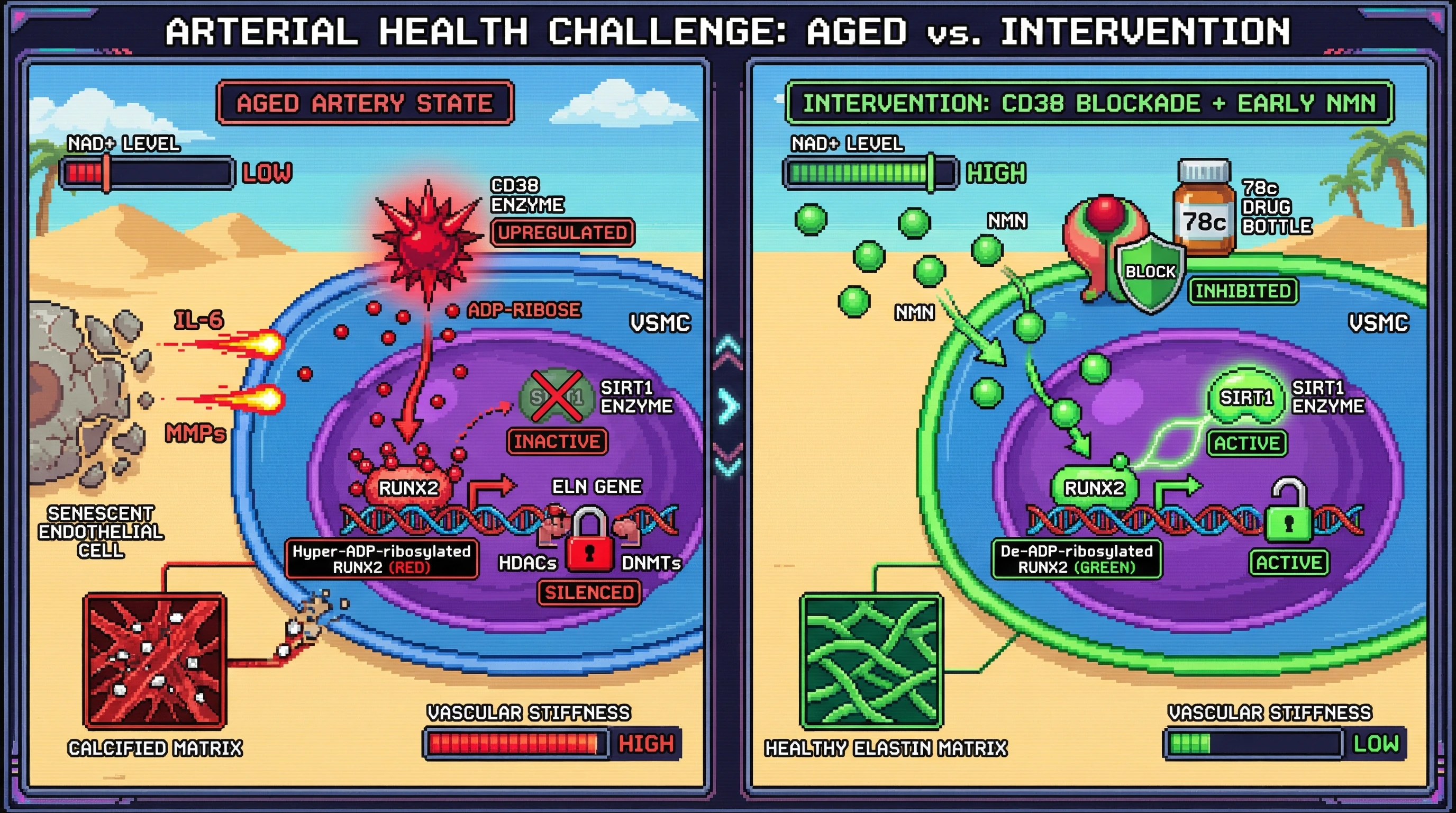 Infographic for: CD38-driven NAD+ consumption locks vascular smooth muscle cells into a calcific state via RUNX2 hyper-ADP-ribosylation, defining a narrow window for NAD+ repletion
