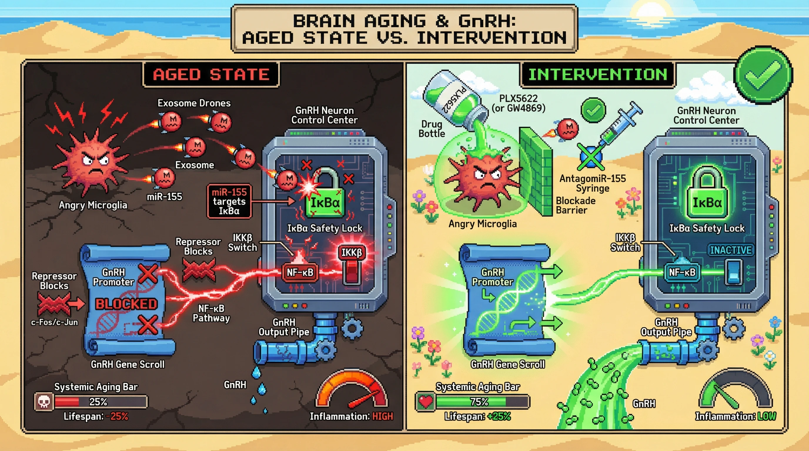 Infographic for: Microglial exosome-mediated miR-155 transfer drives IKKβ/NF-κB activation and GnRH suppression in aging hypothalamus