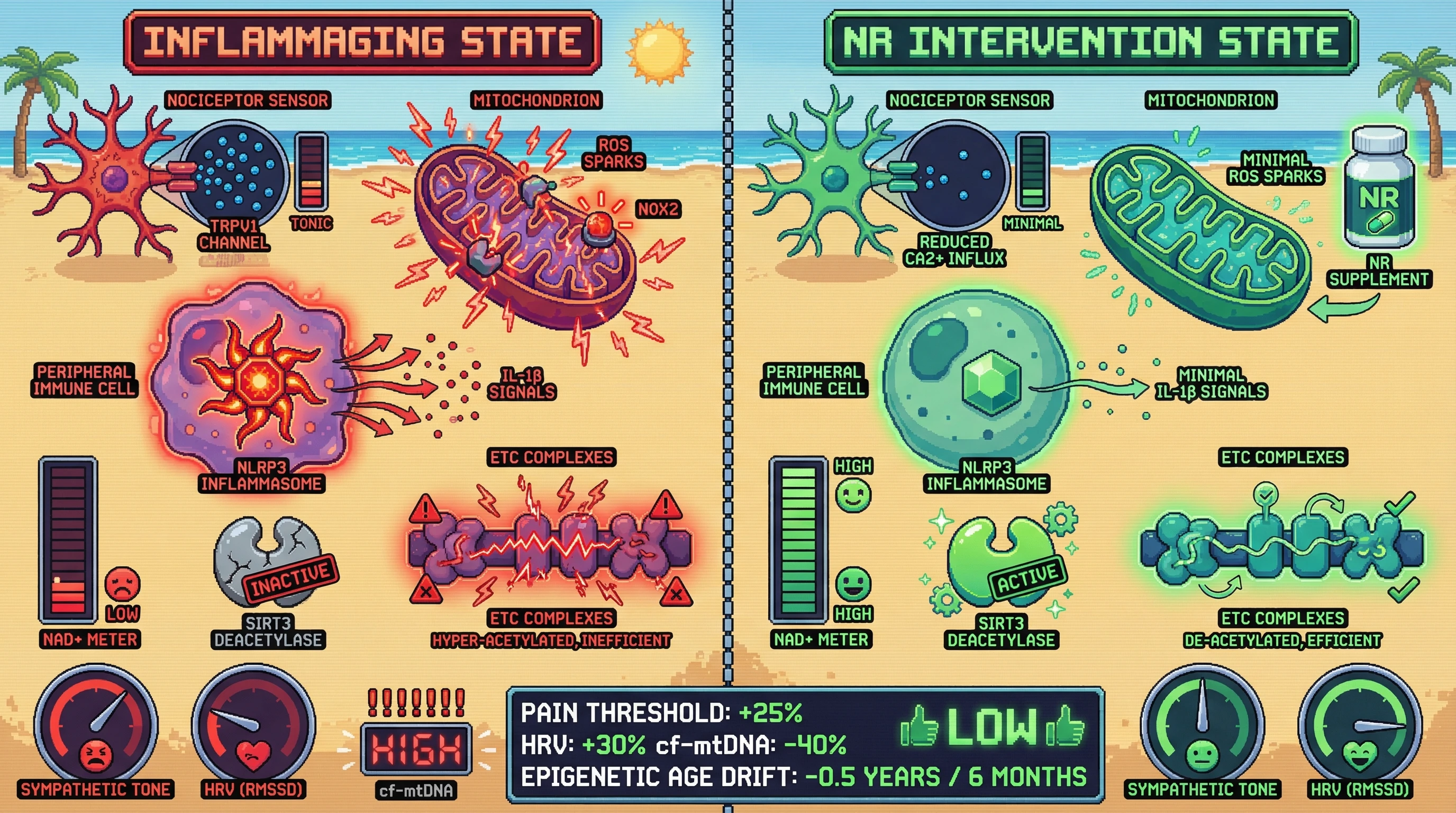 Mechanism: Chronic nociceptor activity drives mitochondrial ROS and NLRP3 inflammasome activation, leading to NAD+ depletion and inefficient ETC complexes, contributing to inflammaging. Readout: Readout: NR supplementation boosts NAD+, increasing pain thresholds and HRV while reducing cf-mtDNA and slowing epigenetic age drift by 0.5 years over 6 months.