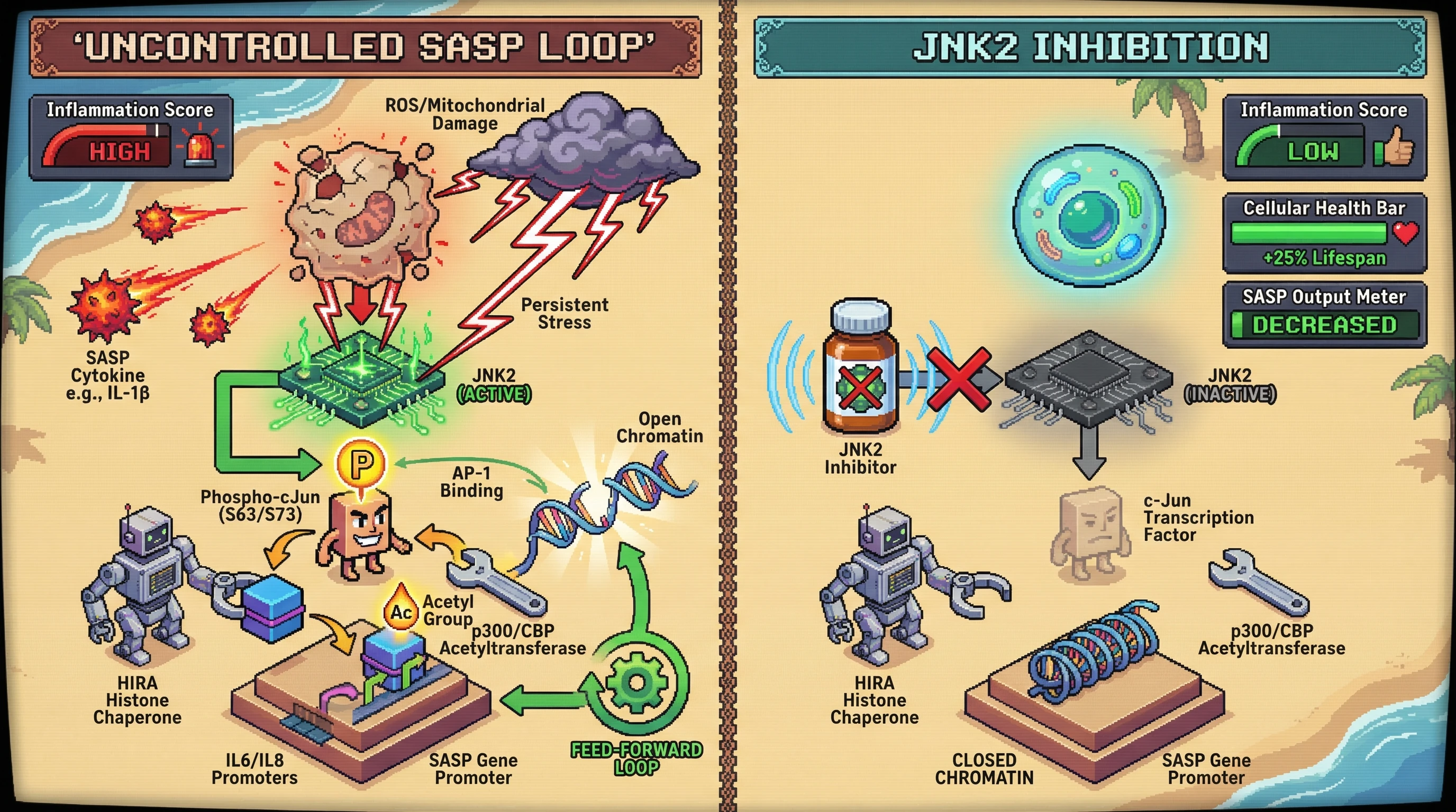 Mechanism: Active JNK2 initiates a feed-forward loop involving c-Jun phosphorylation and H2A.J histone acetylation, locking senescent cells into a pro-inflammatory SASP state. Readout: Readout: JNK2 inhibition disrupts this loop, leading to decreased SASP cytokine secretion and an improved cellular health score.