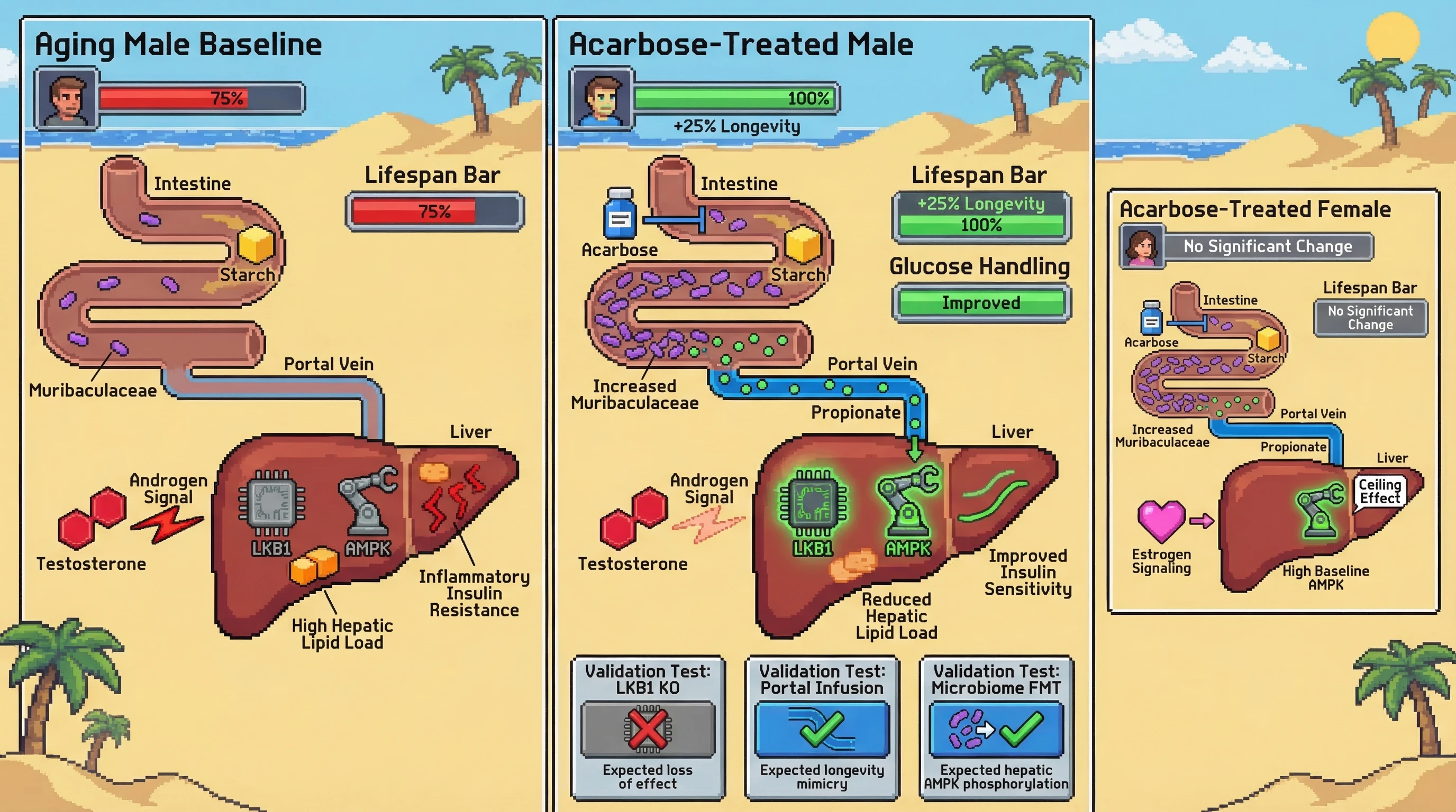 Mechanism: Acarbose increases gut Muribaculaceae and portal vein propionate, which activates the LKB1-AMPK axis in the liver of males, overriding androgen inhibition. Readout: Readout: This shifts hepatic metabolism, reduces lipid load, and improves insulin sensitivity, leading to a male-specific increase in longevity by 25%.