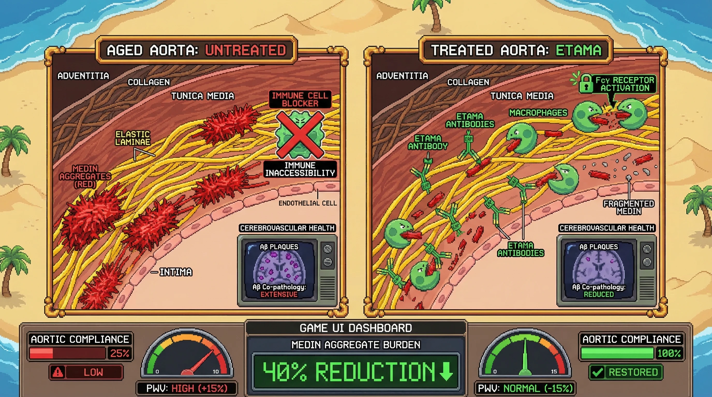 Infographic for: An elastin-affinity-targeted, conformation-specific anti-fibrillar-medin IgG1 (ETAMA) exploits the tunica media's ela...