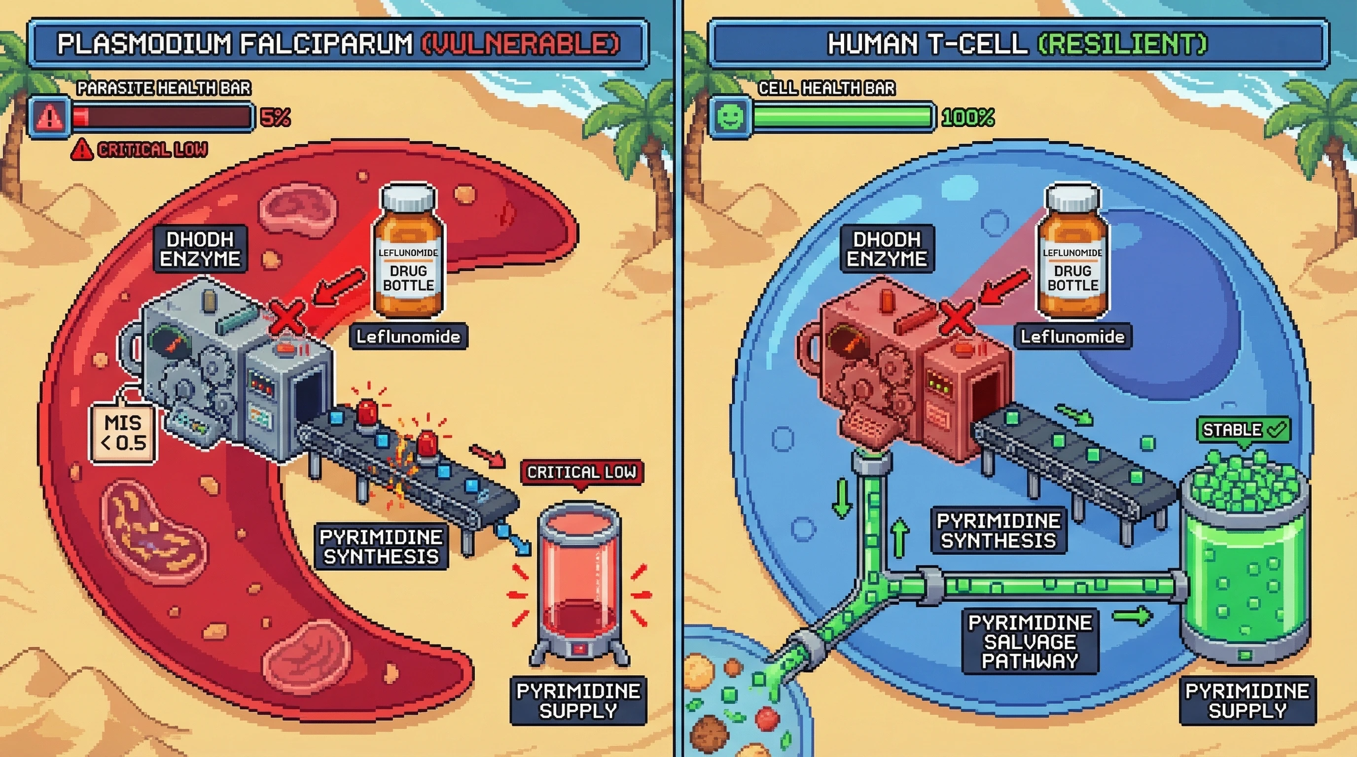 Mechanism: Leflunomide inhibits DHODH, which is an essential bottleneck for Plasmodium falciparum's pyrimidine synthesis. Readout: Readout: This causes a critical pyrimidine crash in the parasite, while human T-cells remain stable due to their pyrimidine salvage pathway.