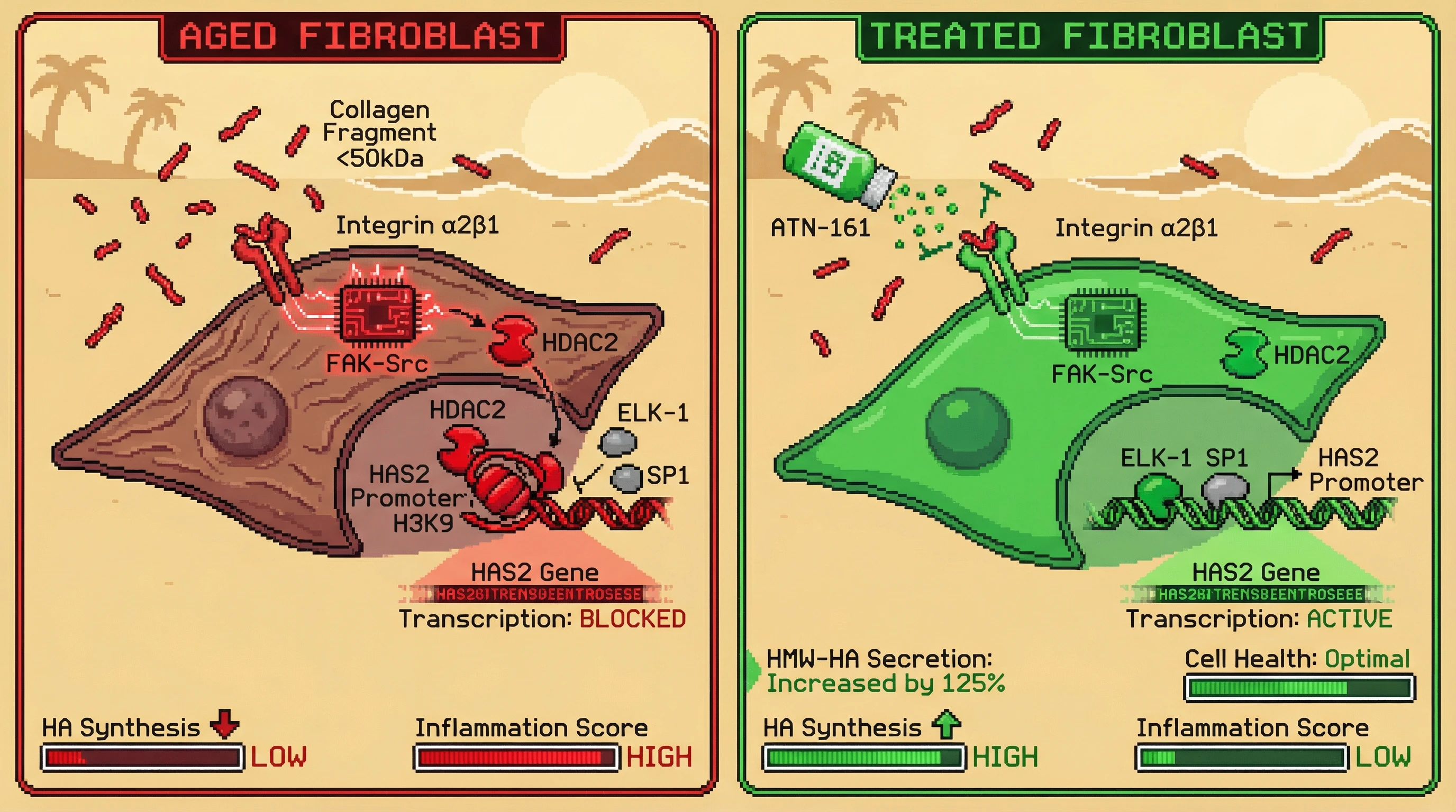 Mechanism: In aged fibroblasts, collagen fragments activate integrin α2β1, recruiting HDAC2 to epigenetically silence the HAS2 promoter, reducing hyaluronic acid synthesis. Readout: Readout: Blocking integrin α2β1 with ATN-161 restores HAS2 transcription, increases HMW-HA secretion by 125%, and reduces inflammation.